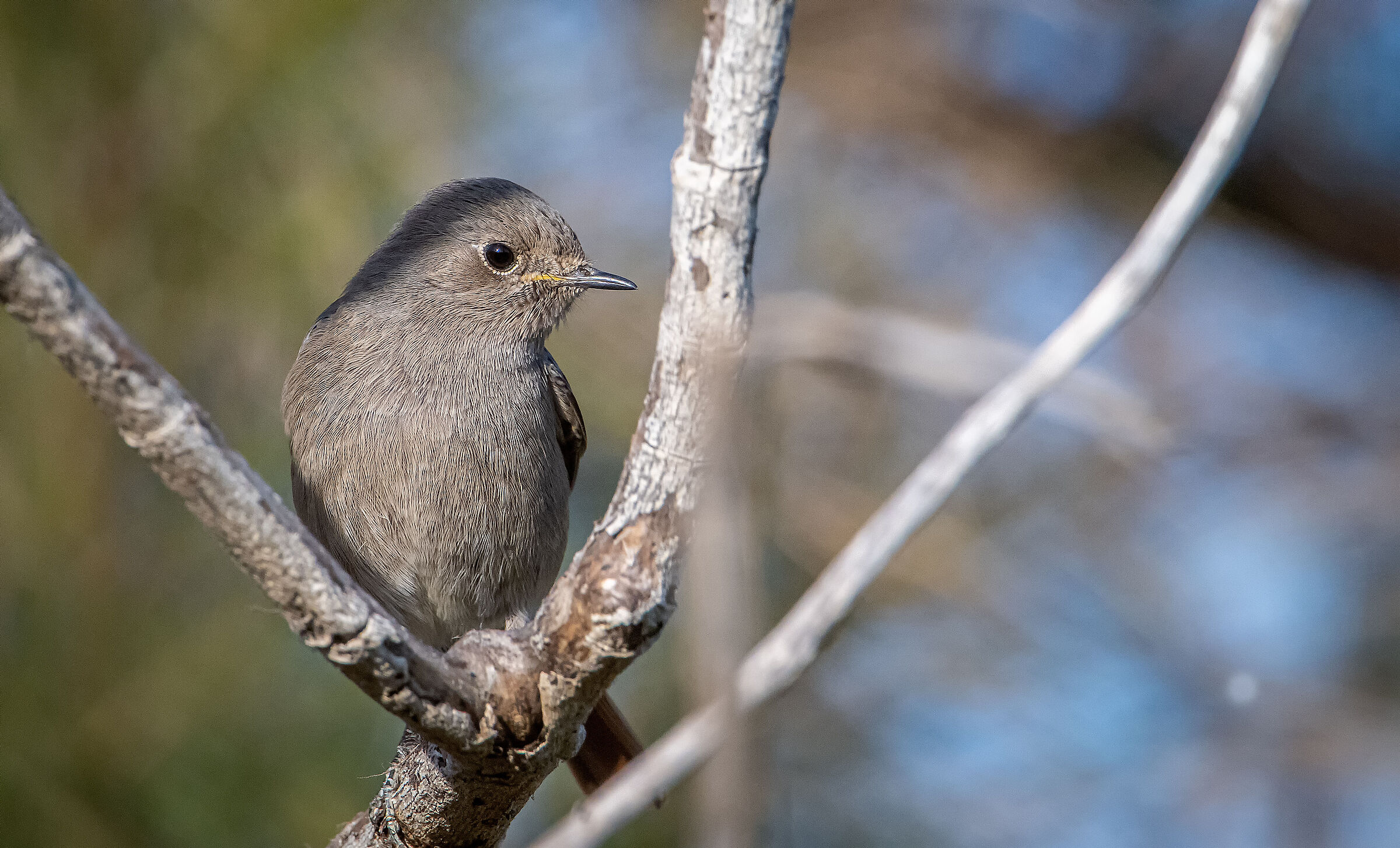 Black redstart