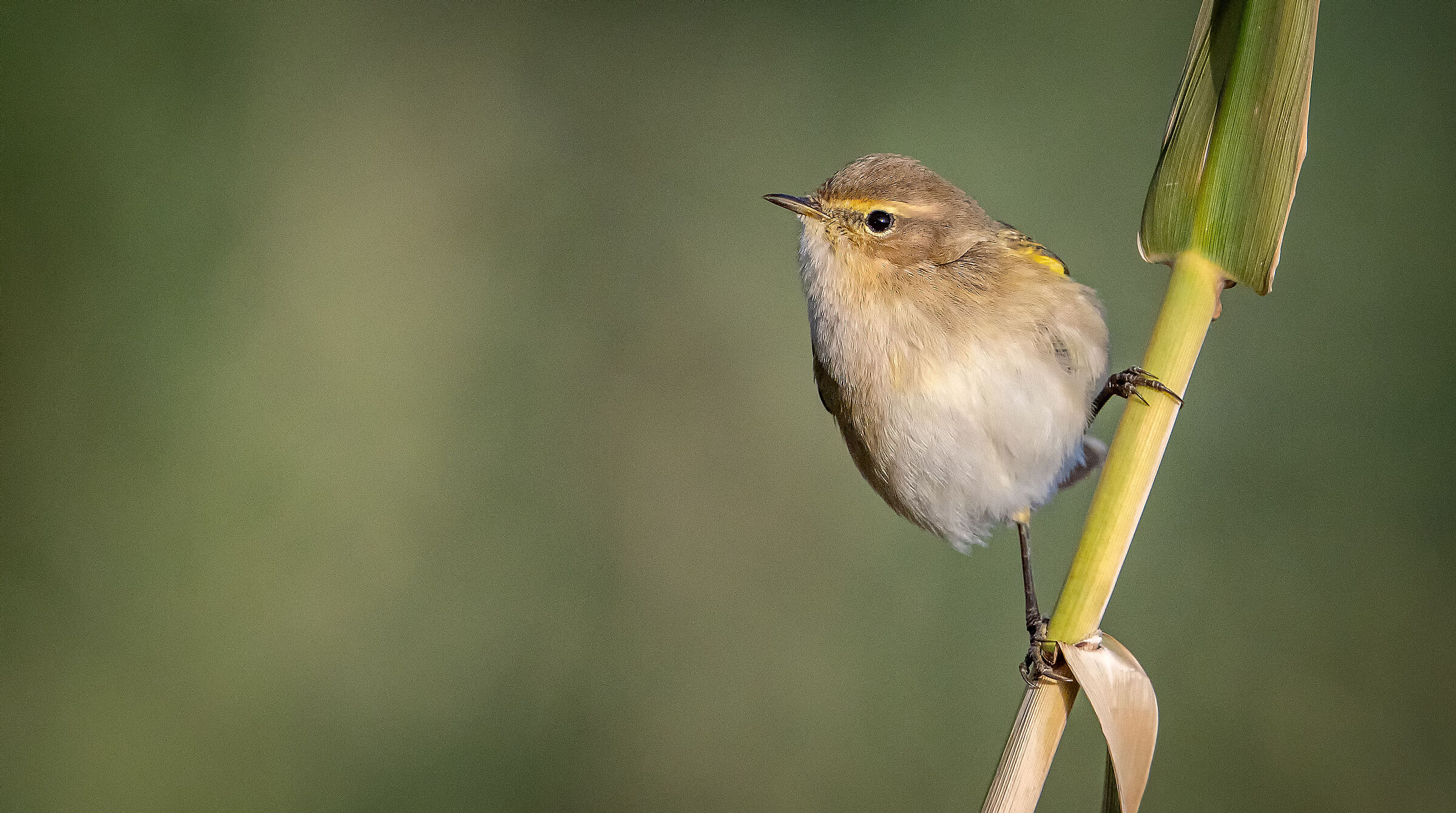 Chiffchaff