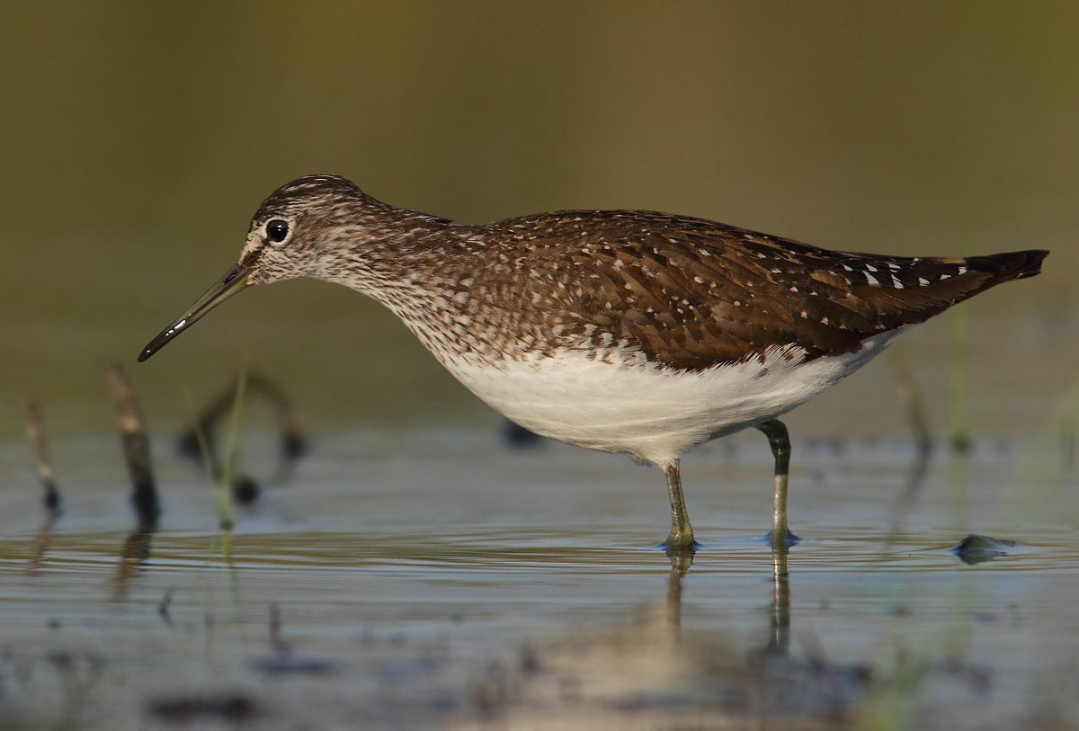 Green Sandpiper