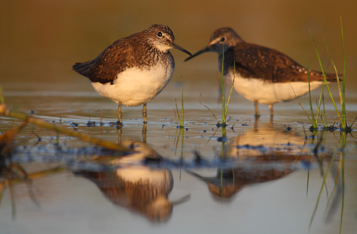 Green Sandpiper