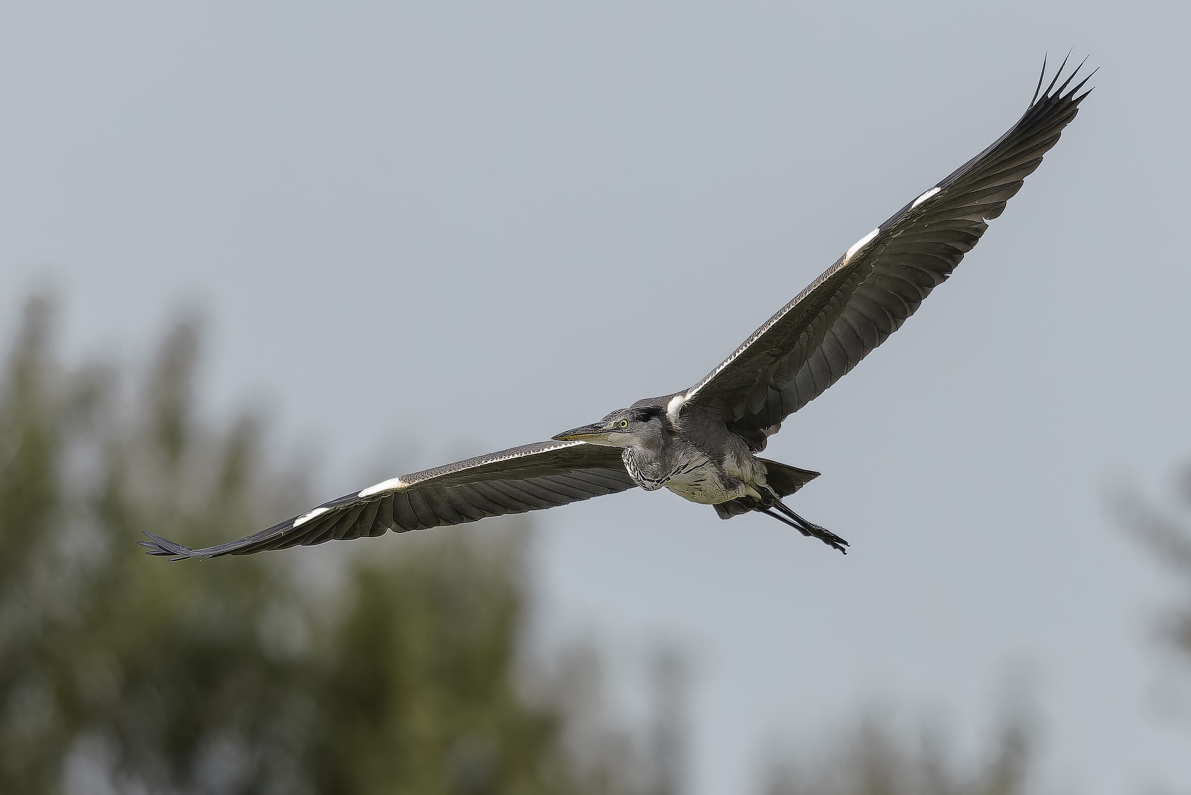 Grey Heron (Ardea cinerea)
