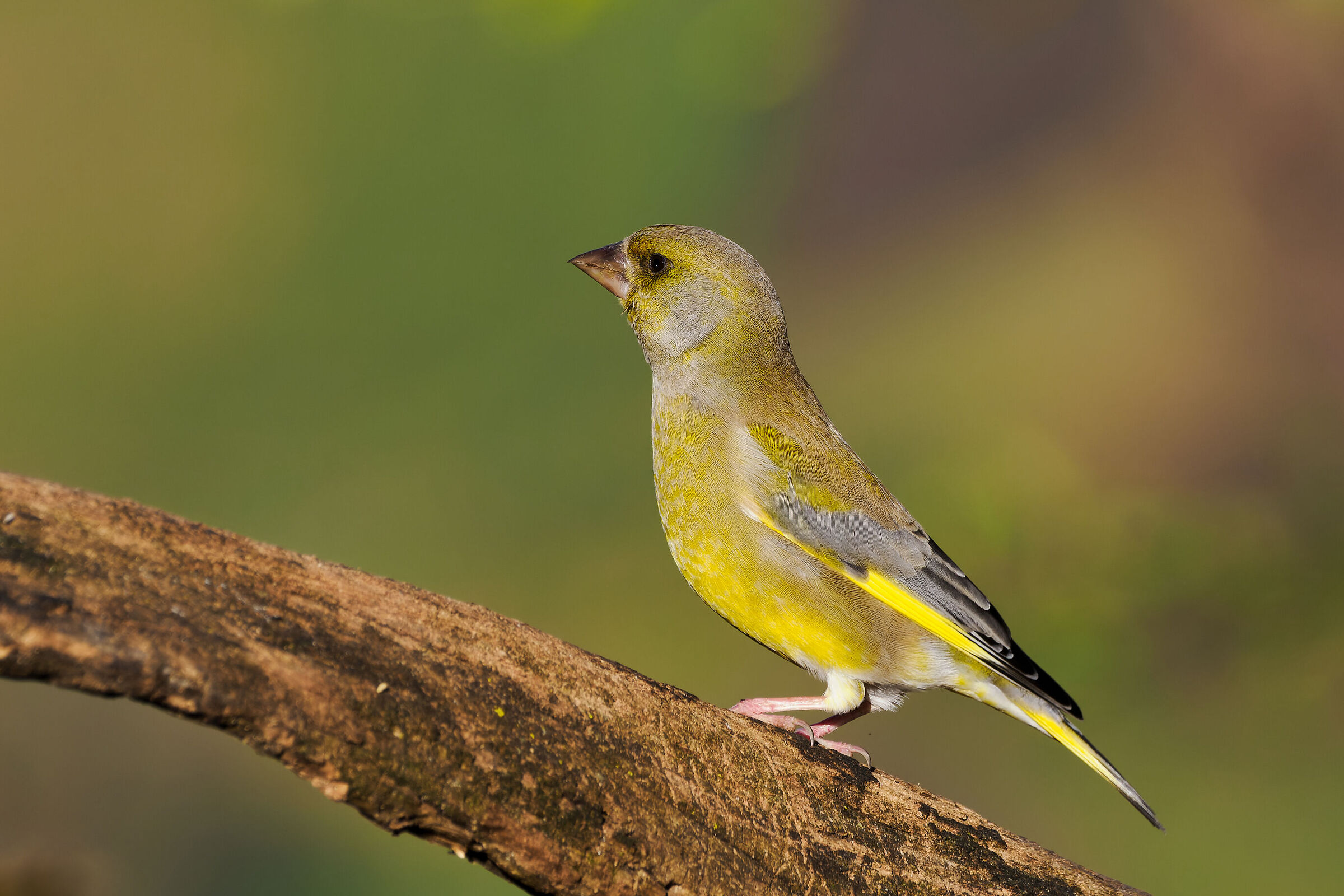 Greenfinch (m)