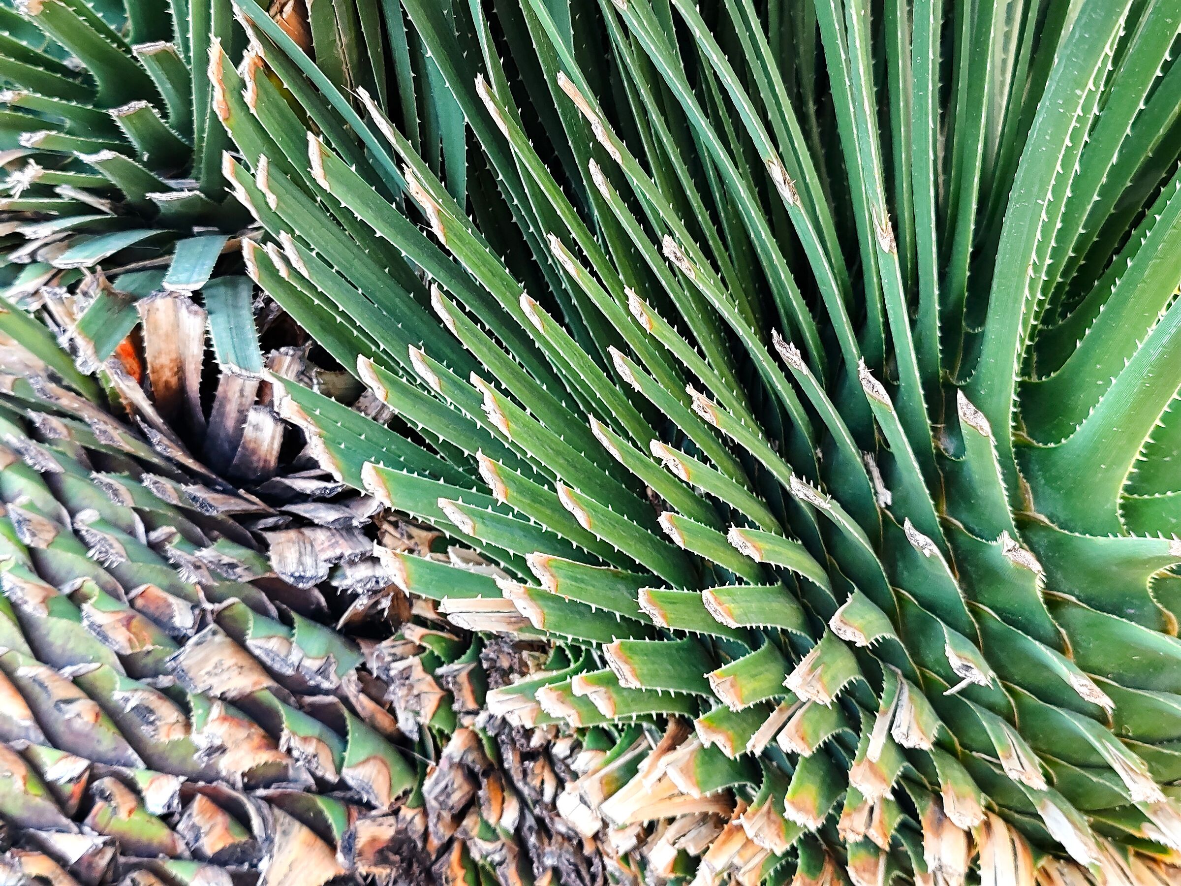 nel mio giardino.