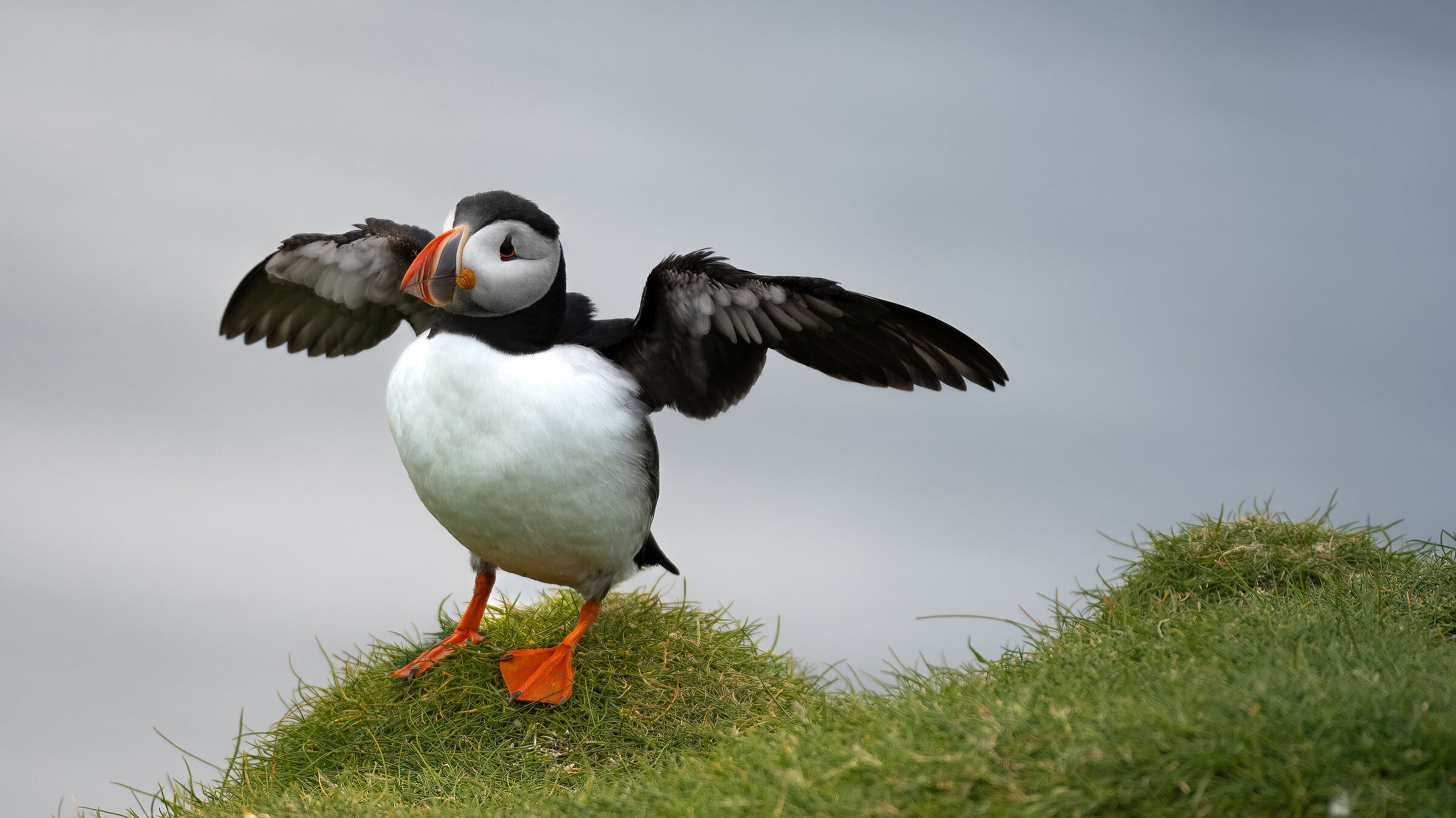 Puffin IV