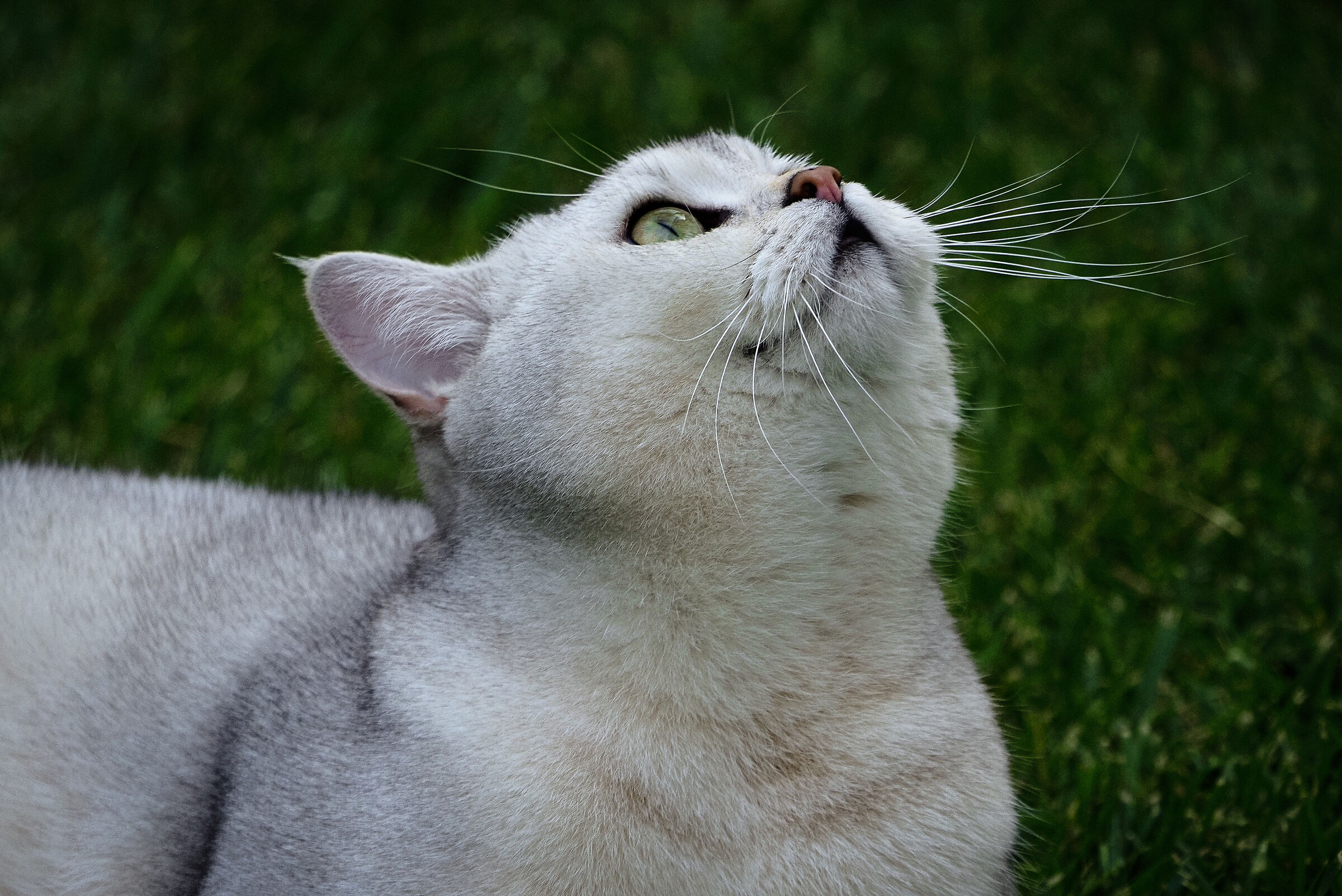 il fantastico mondo dei gatti