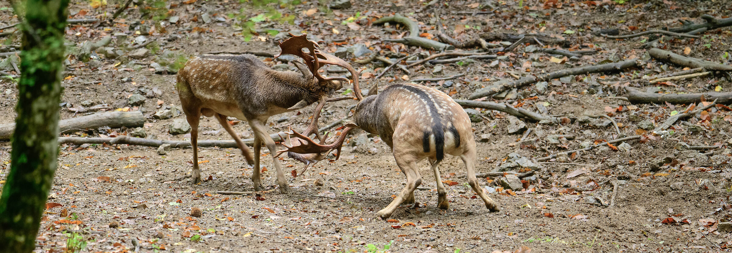 Fight between male fallow deer