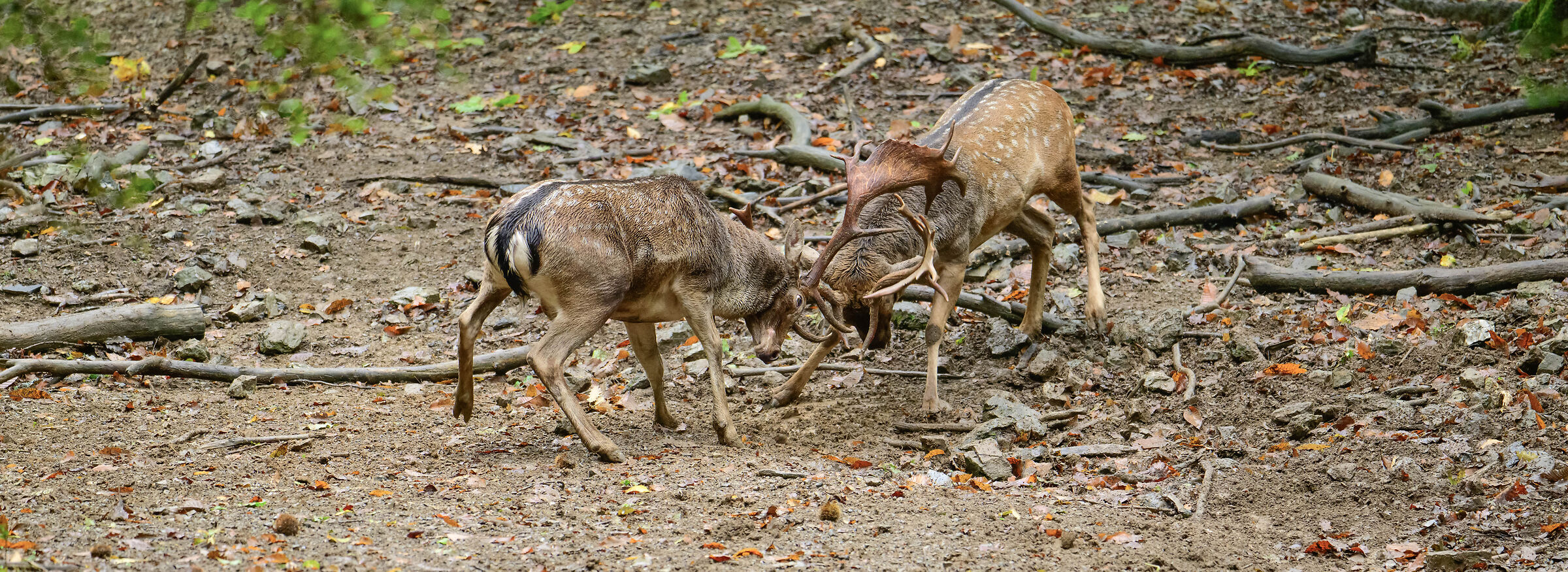 Fight between male fallow deer