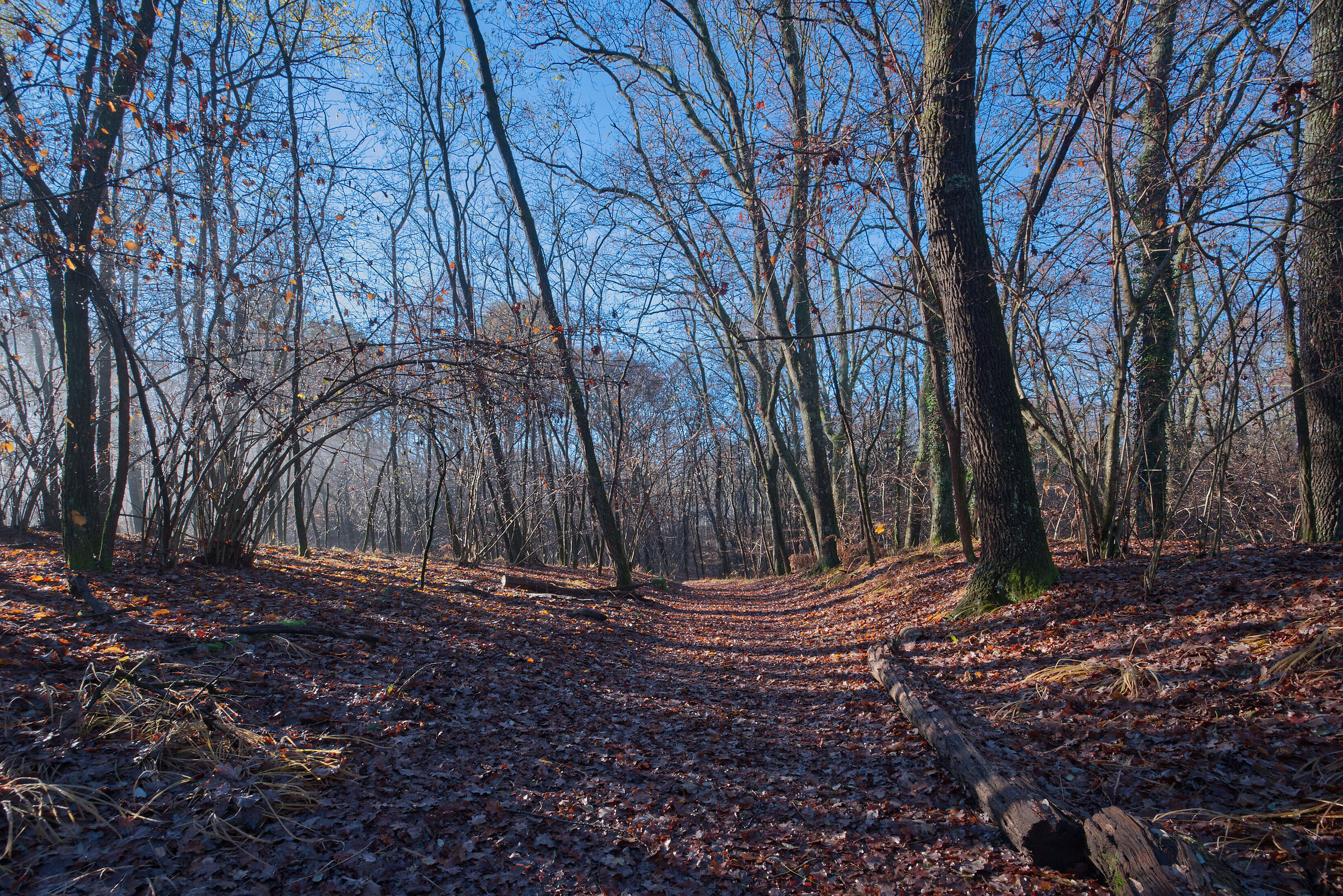 The Undergrowth - December 2022