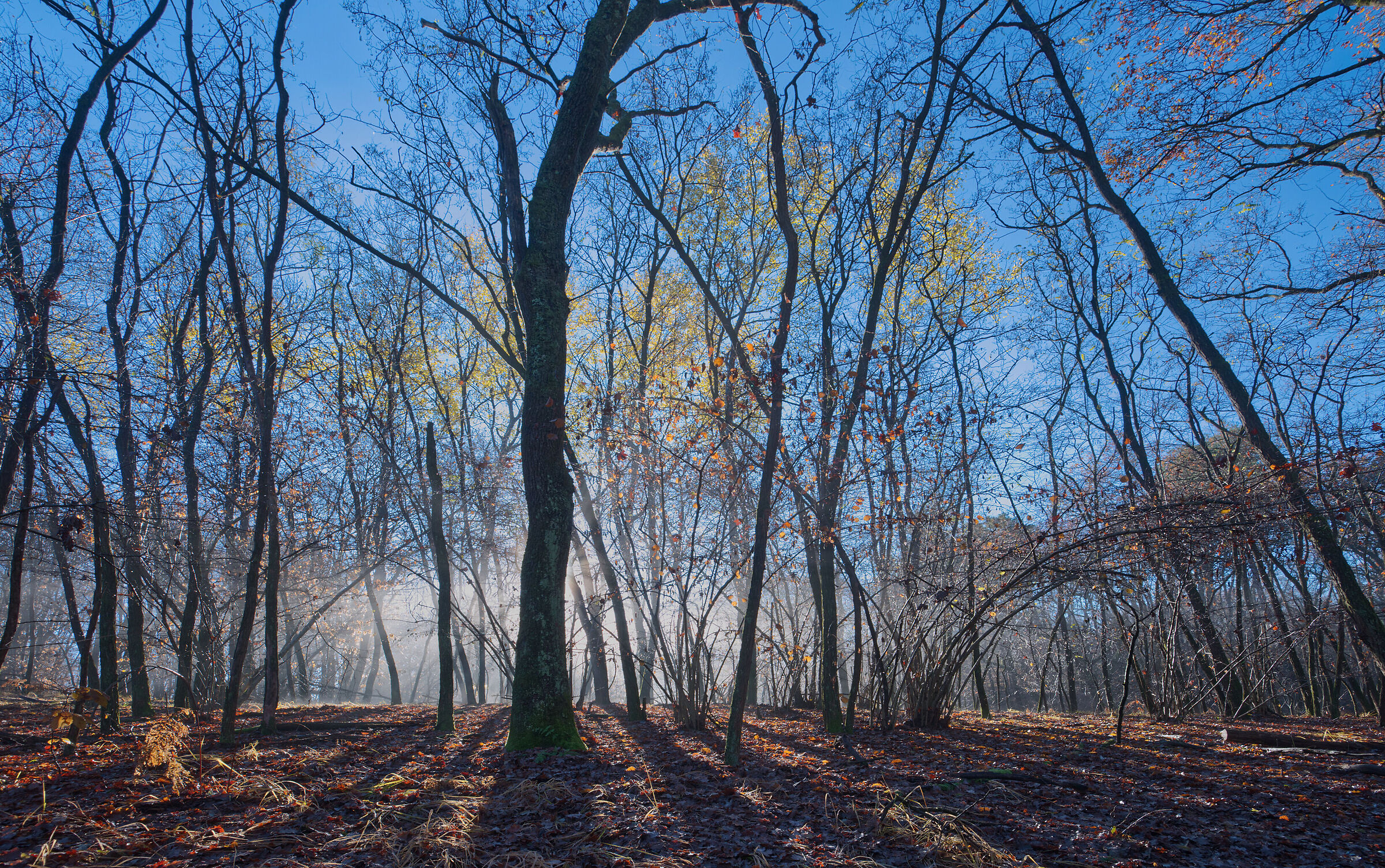 The Undergrowth - December 2022