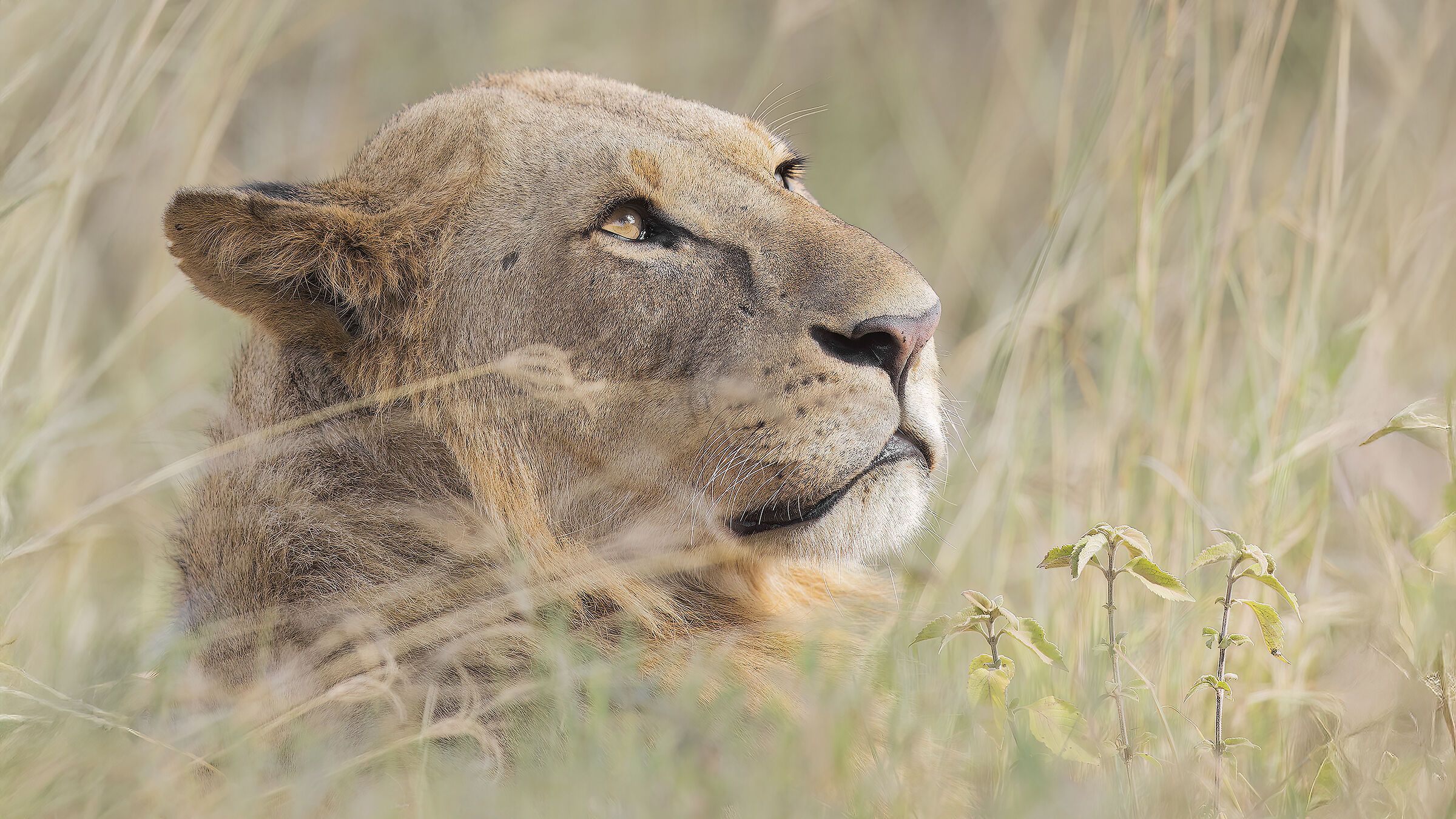 Young Leo, Kenya