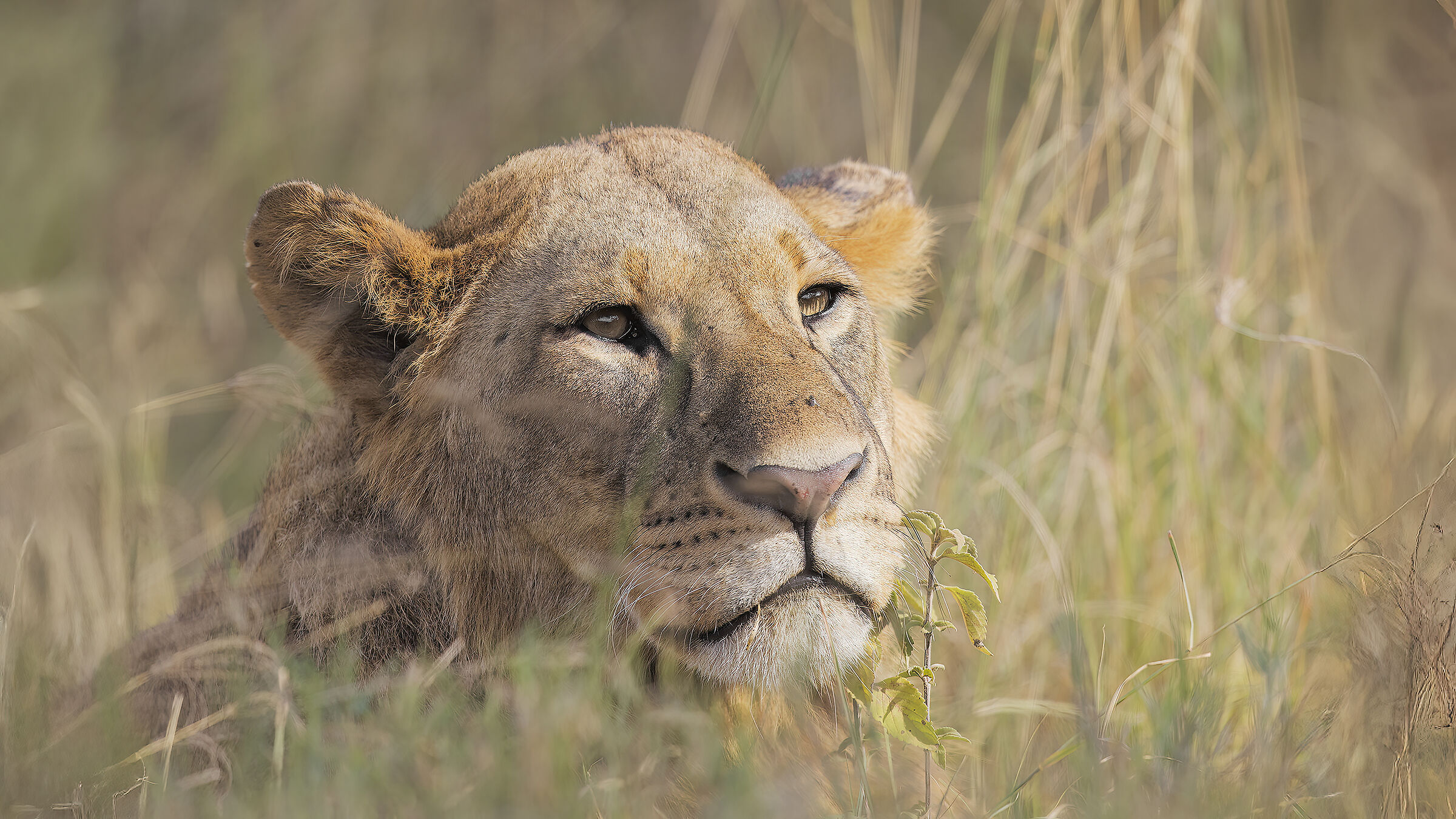 Young Leo, Kenya