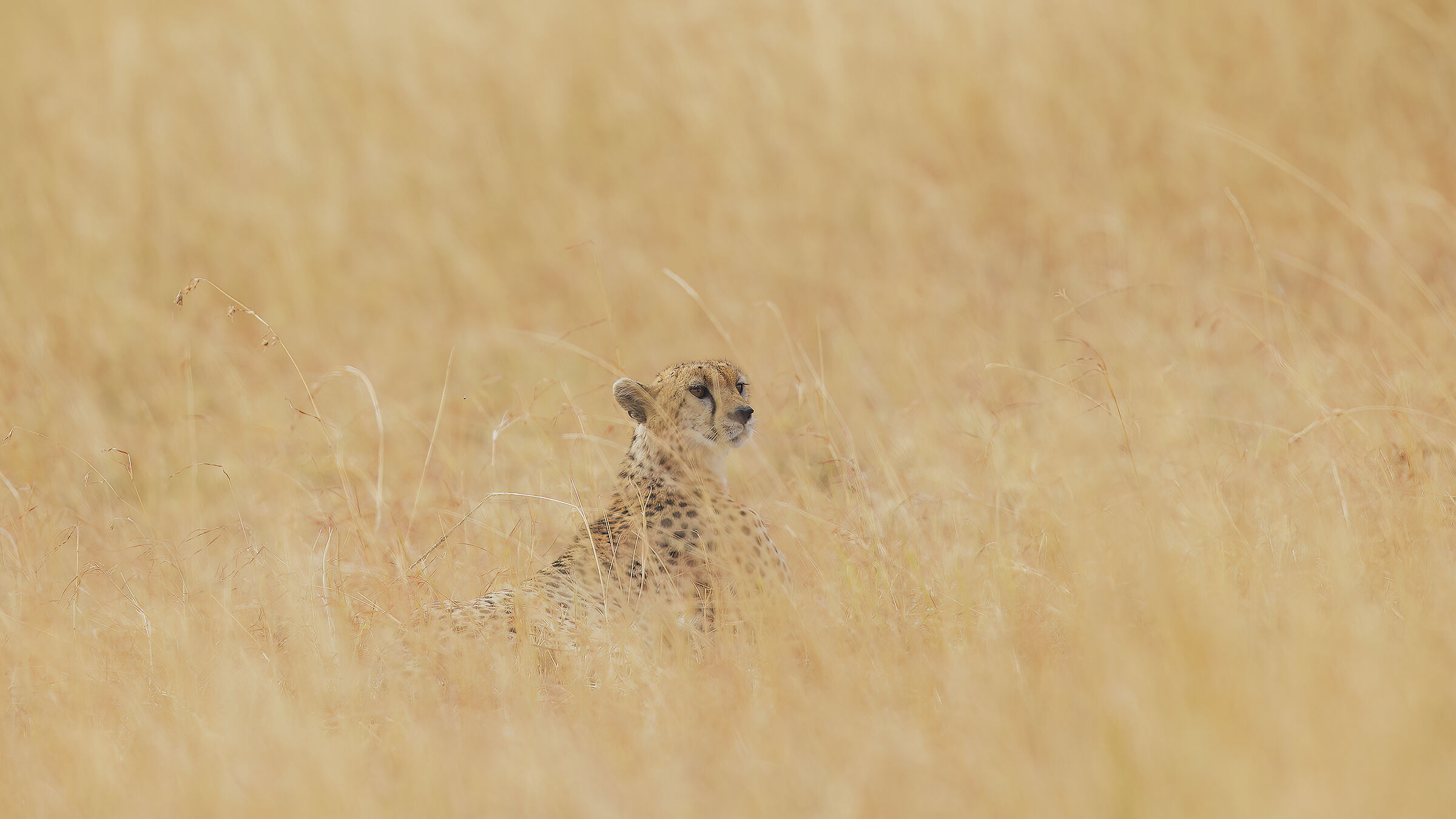 Cheetah, Kenya