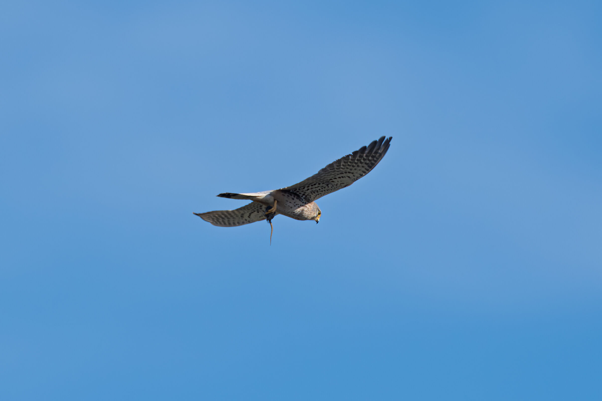 Kestrel