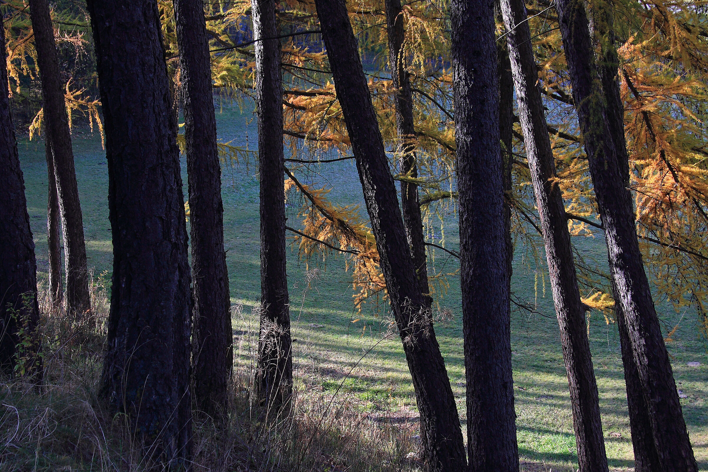 dentro l'autunno