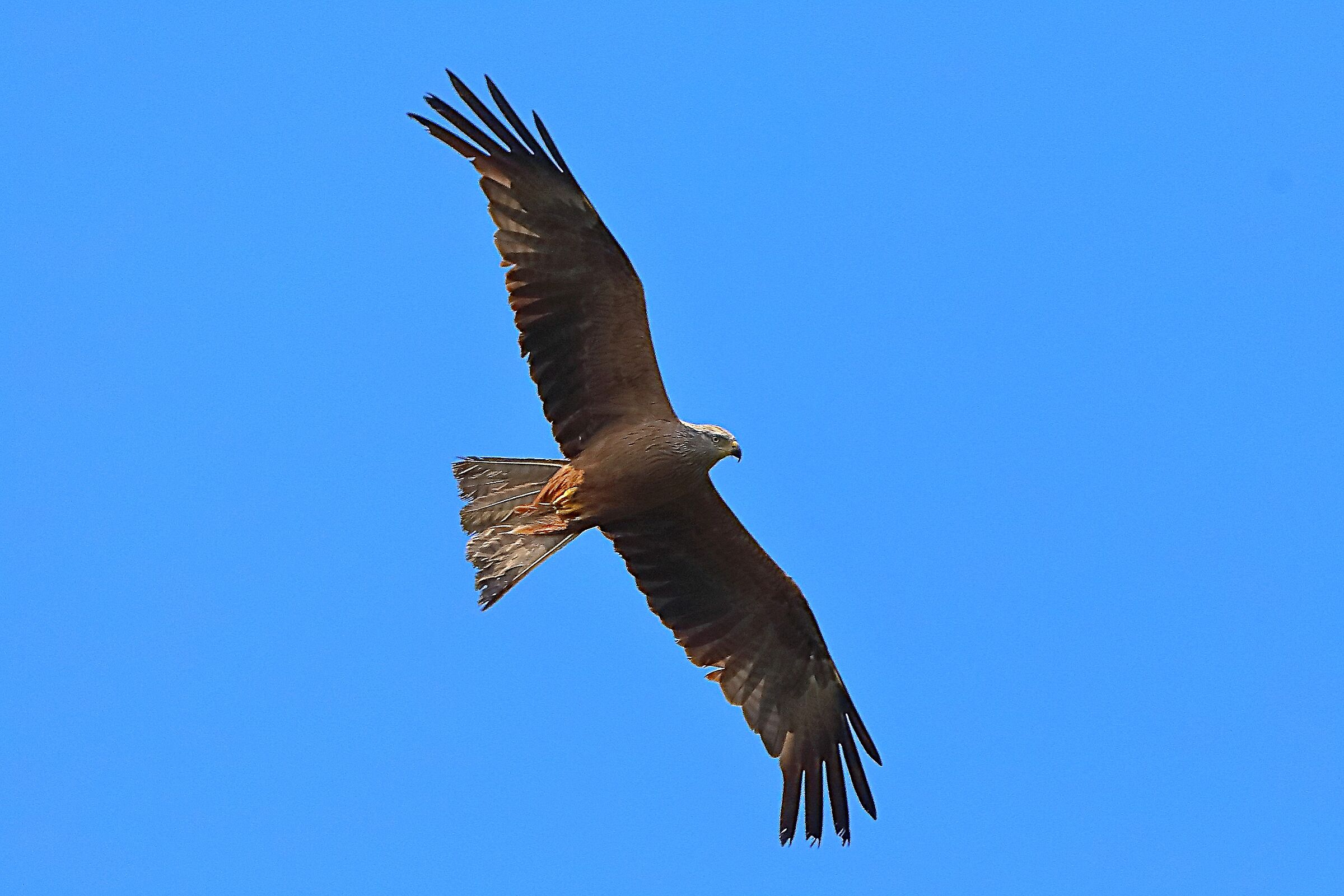 Nibbio bruno 12 luglio 2024 - 0018