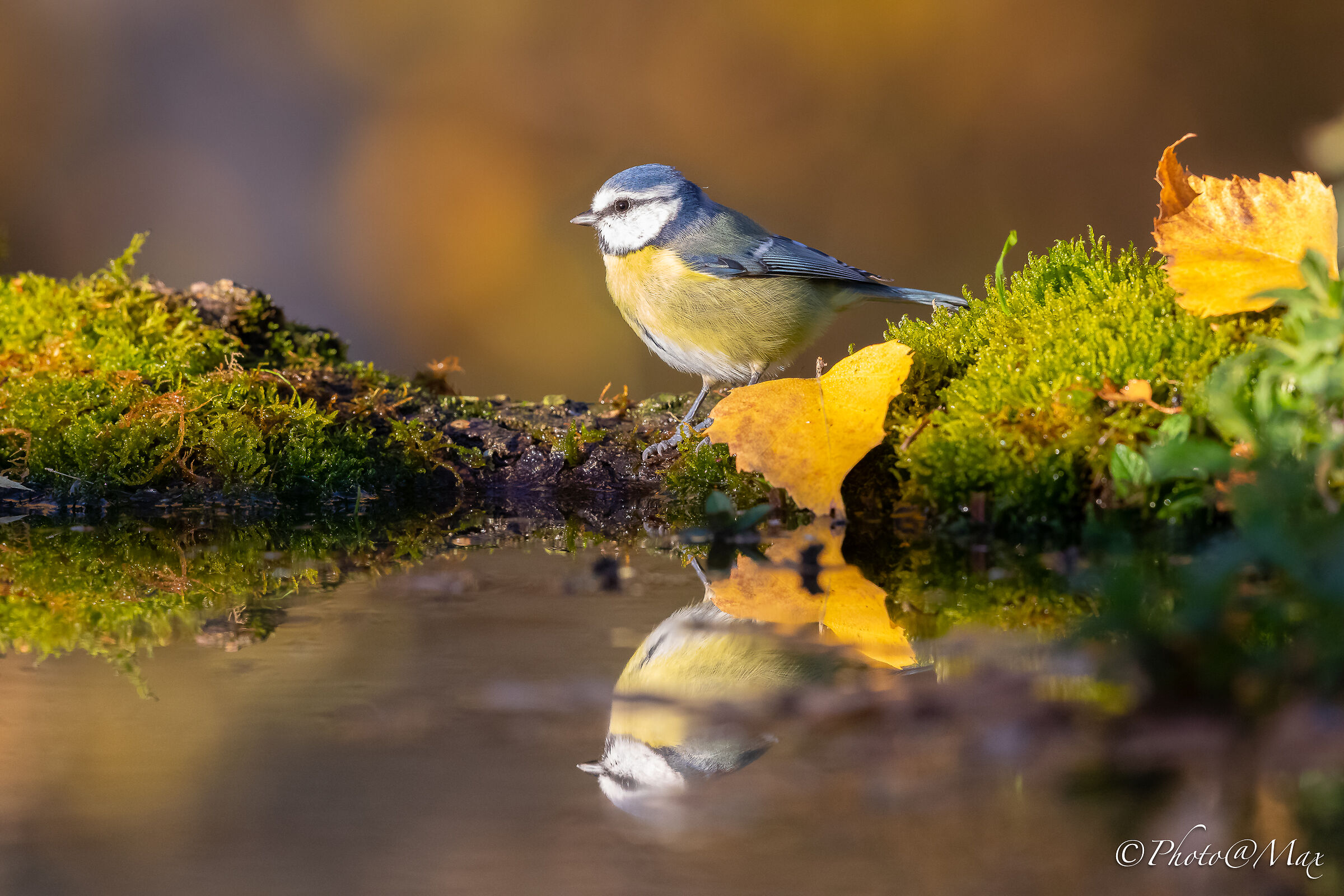 una Cinciarella in autunno