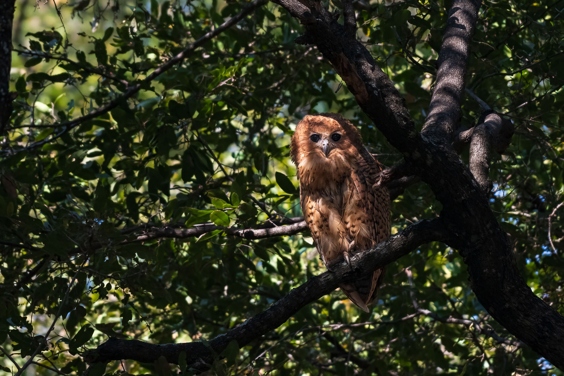 Pel's fising owl