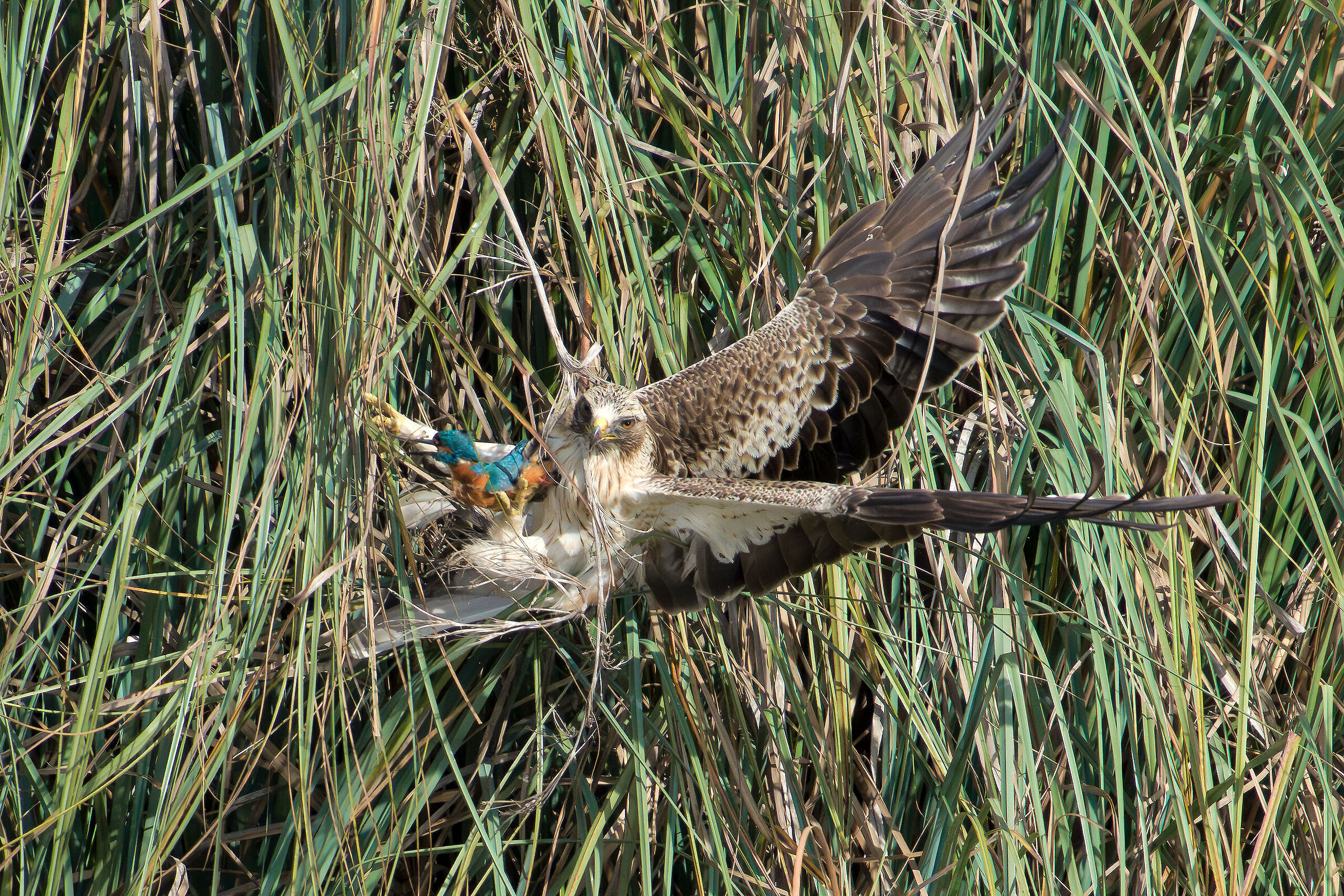 Booted eagle predation kingfisher