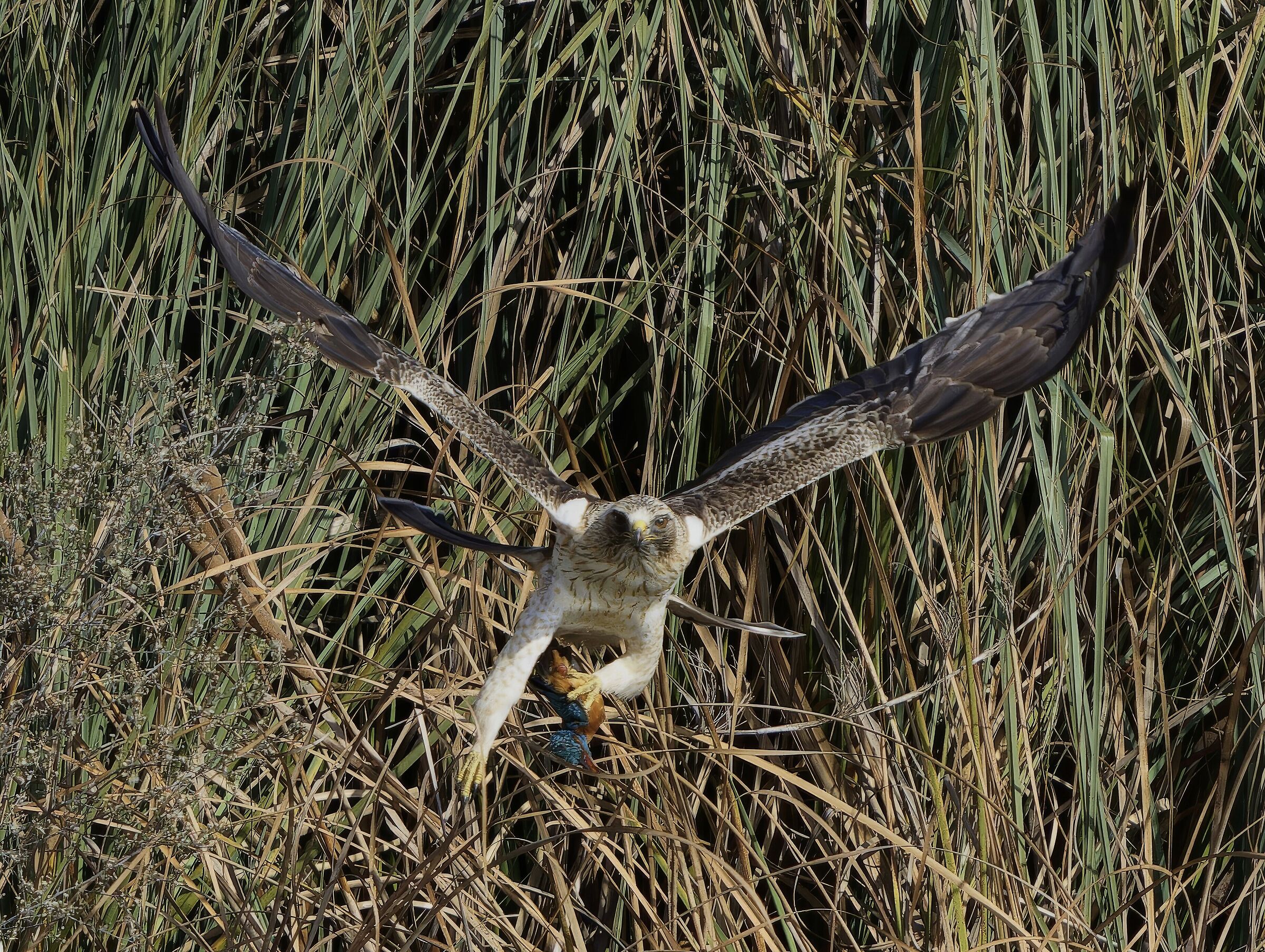 Aquila minore con preda ( Martin pescatore)