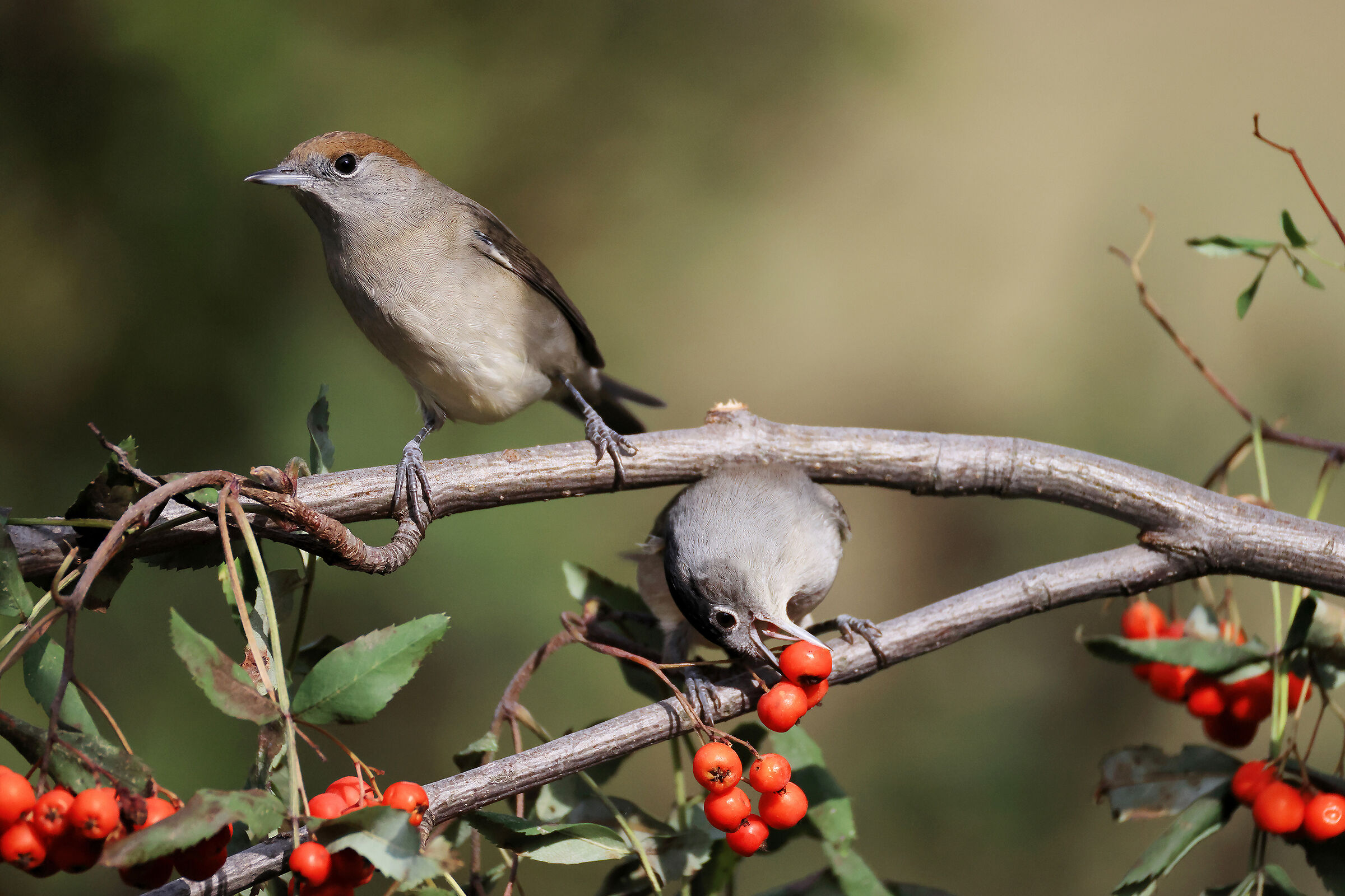 Blackcap