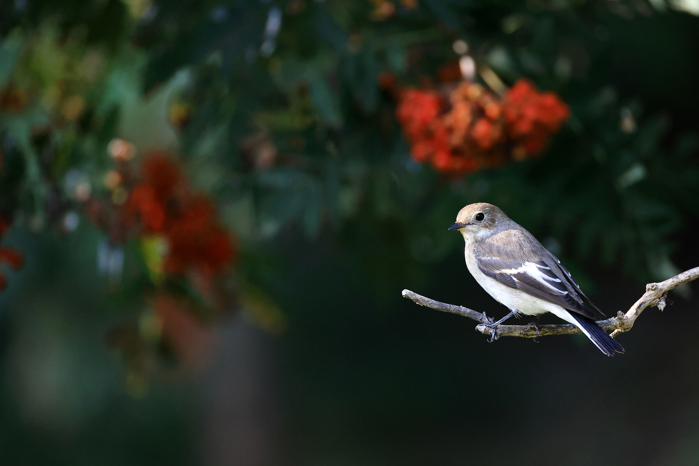 Black Flycatcher