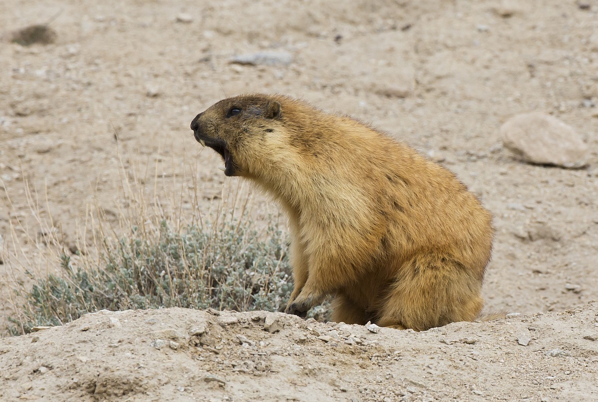 marmotta del Pamir