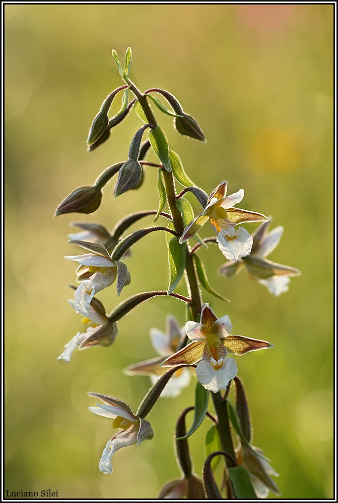 Epipactis palustris