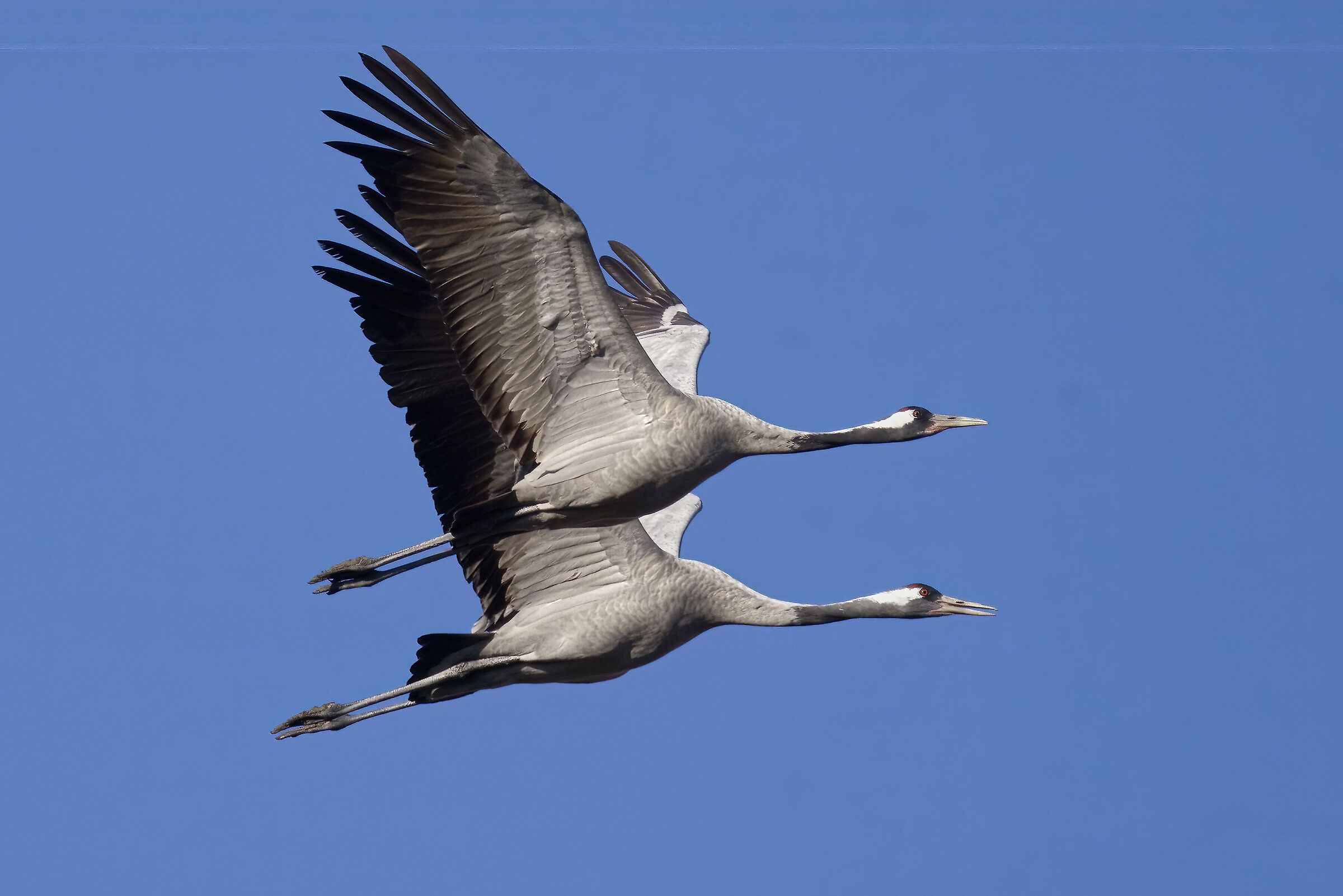 Crane