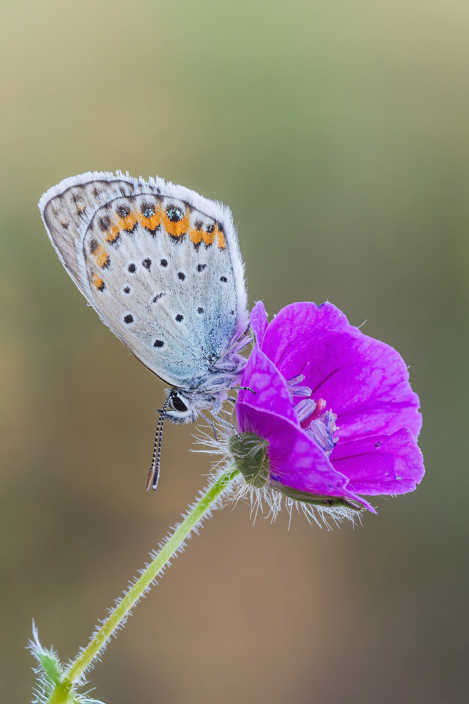 La leggerezza di una farfalla