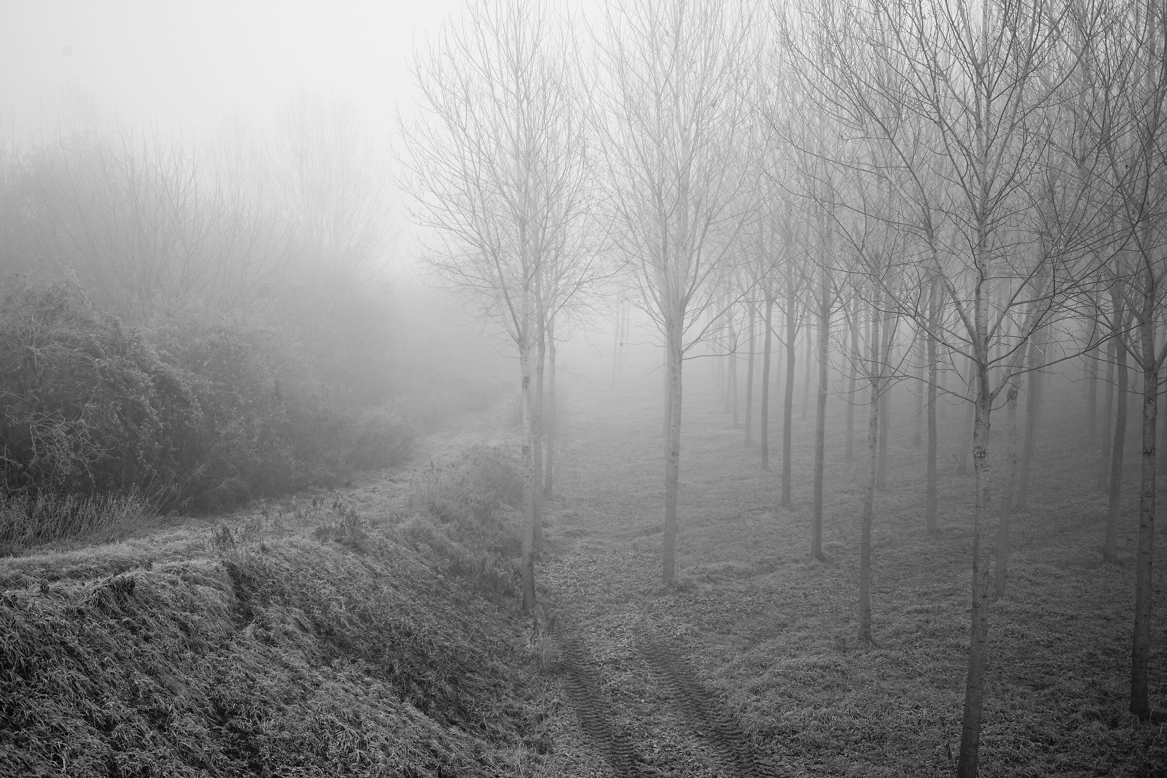 dall'argine, verso il Po