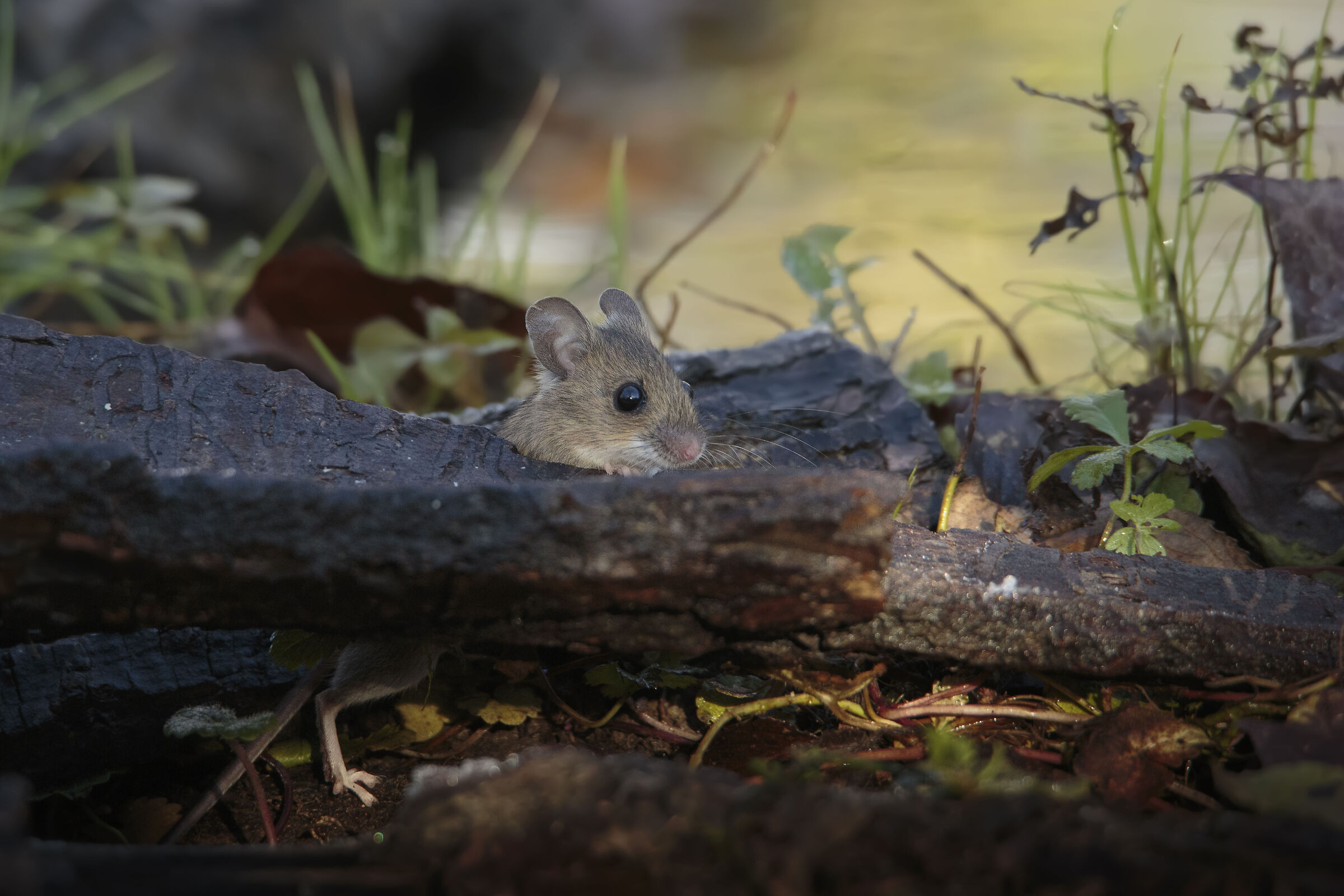 The mouse