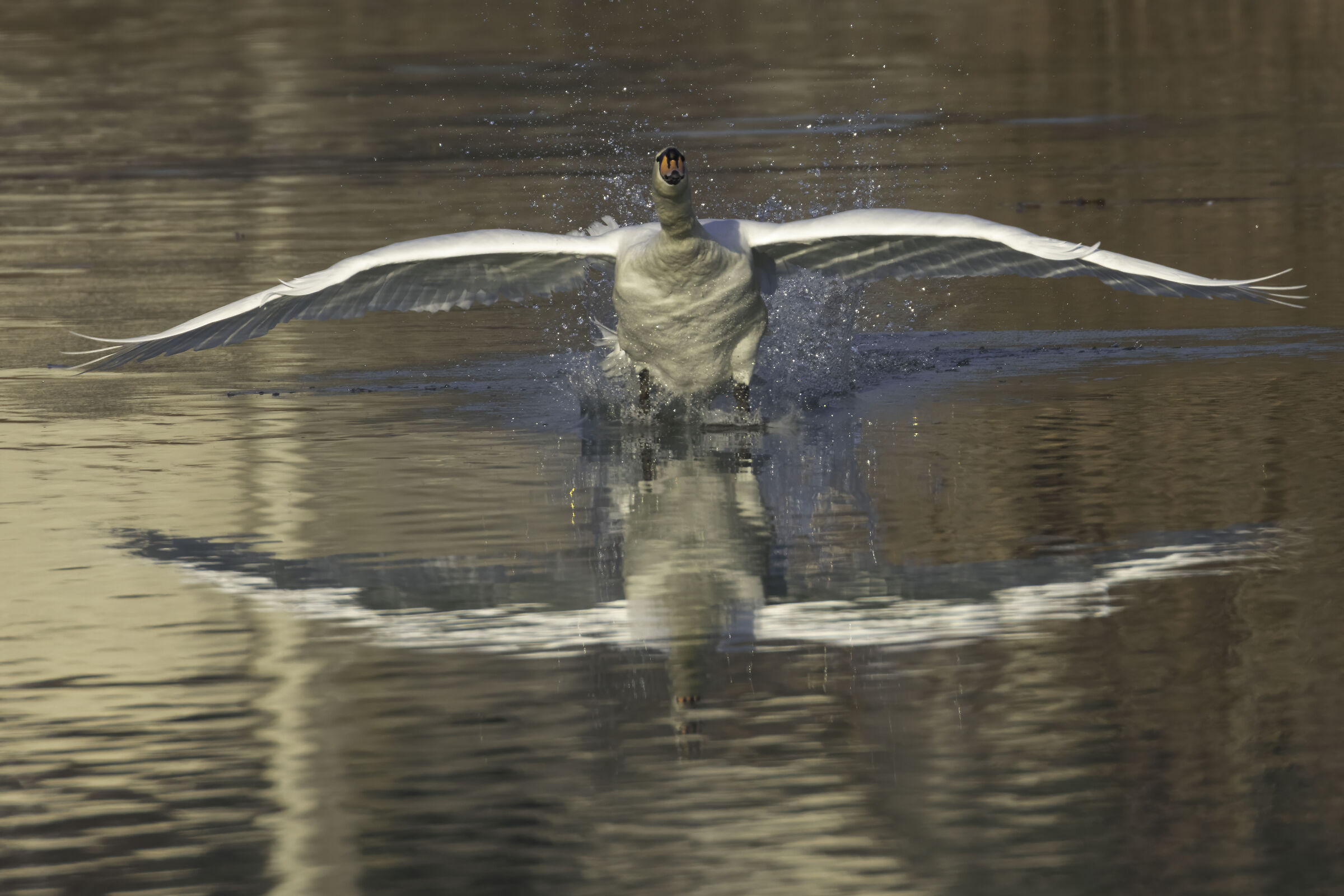 Swan