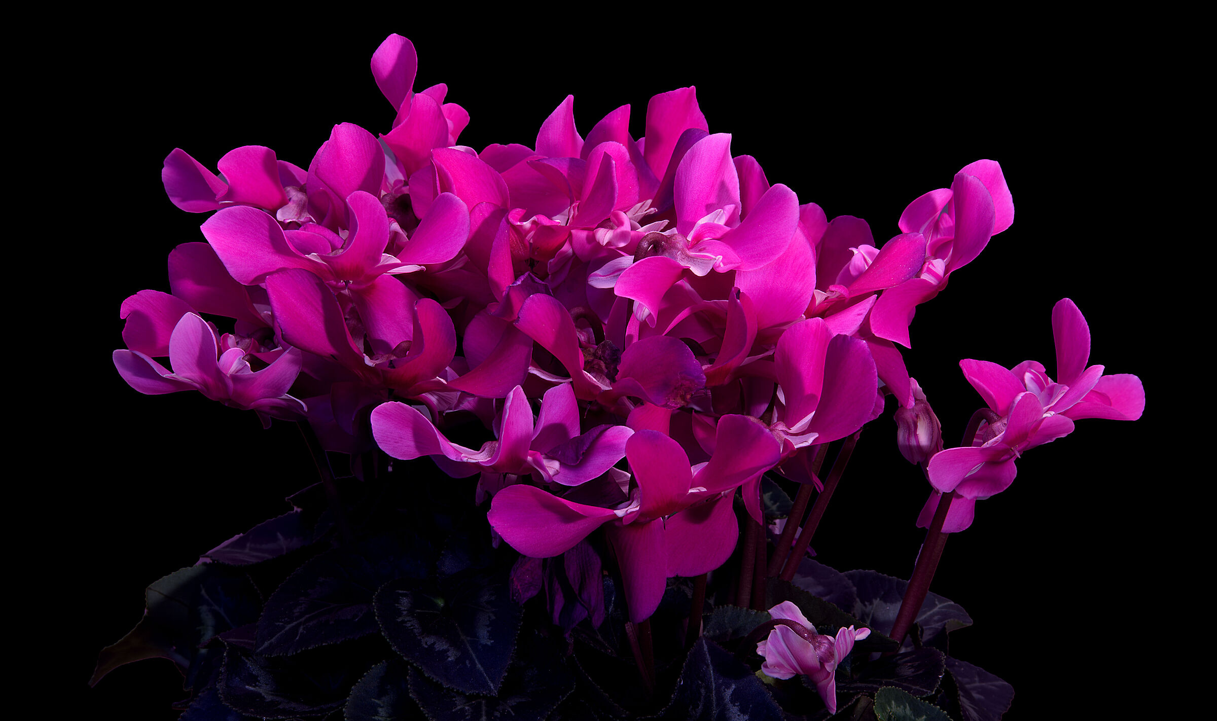 Ciclamino di Persia...