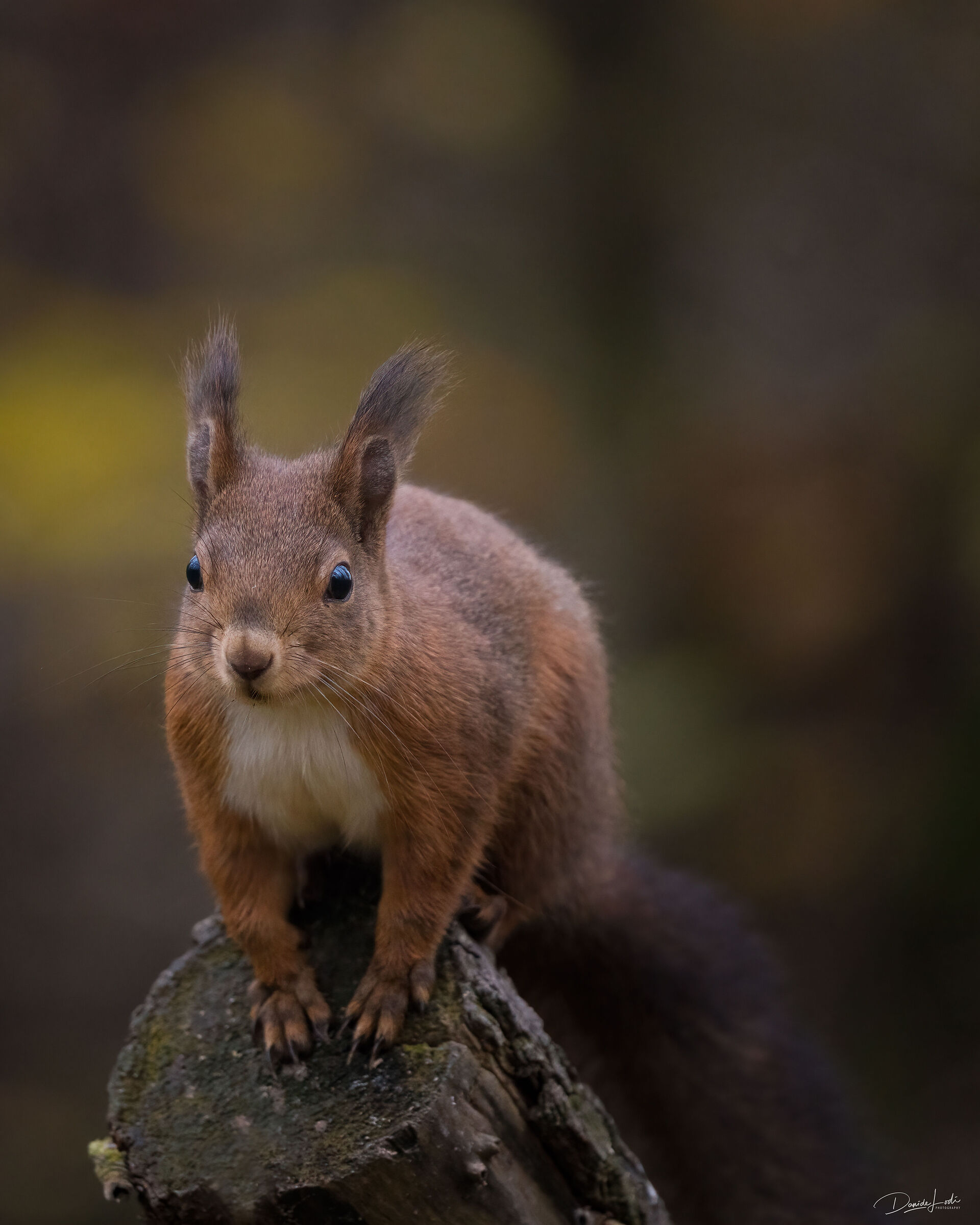 Squirrel