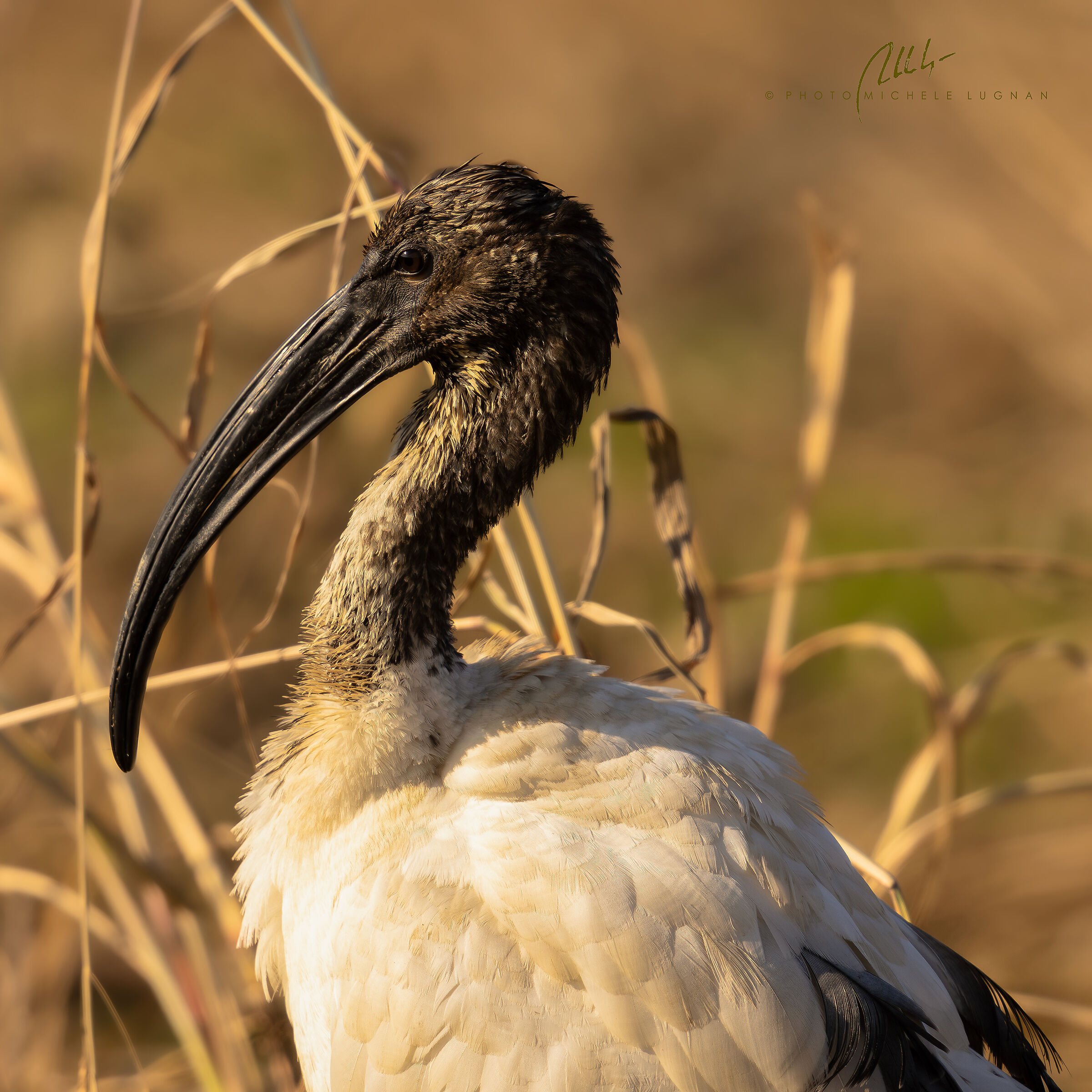 Sacred Ibis