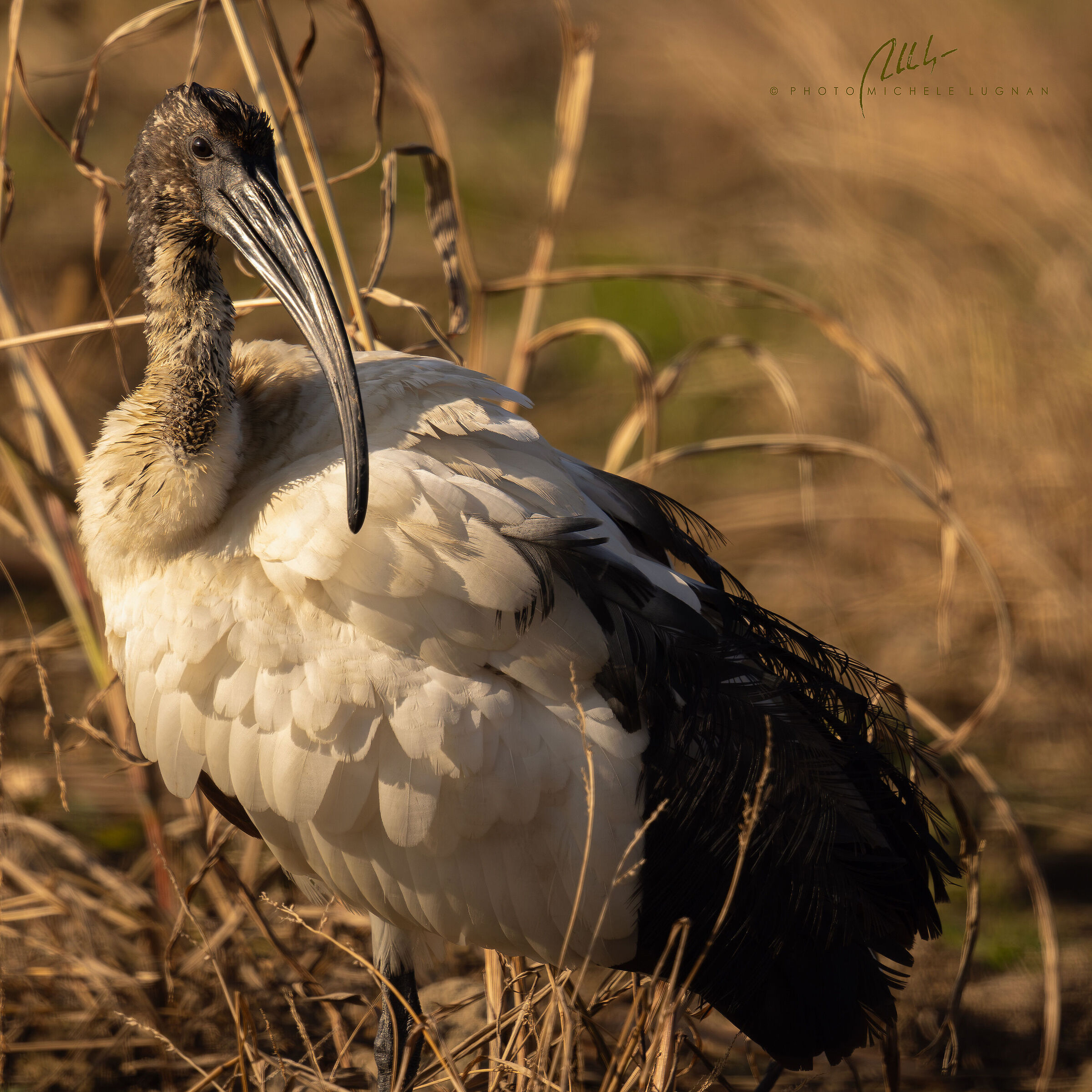 Sacred Ibis