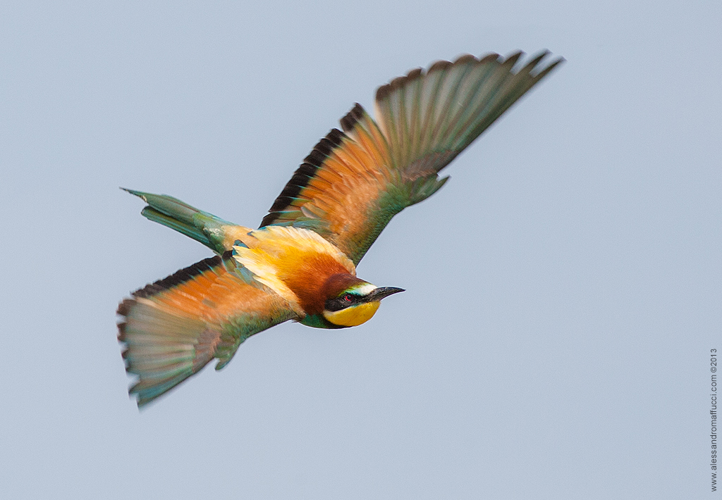 Bee-eaters 2013