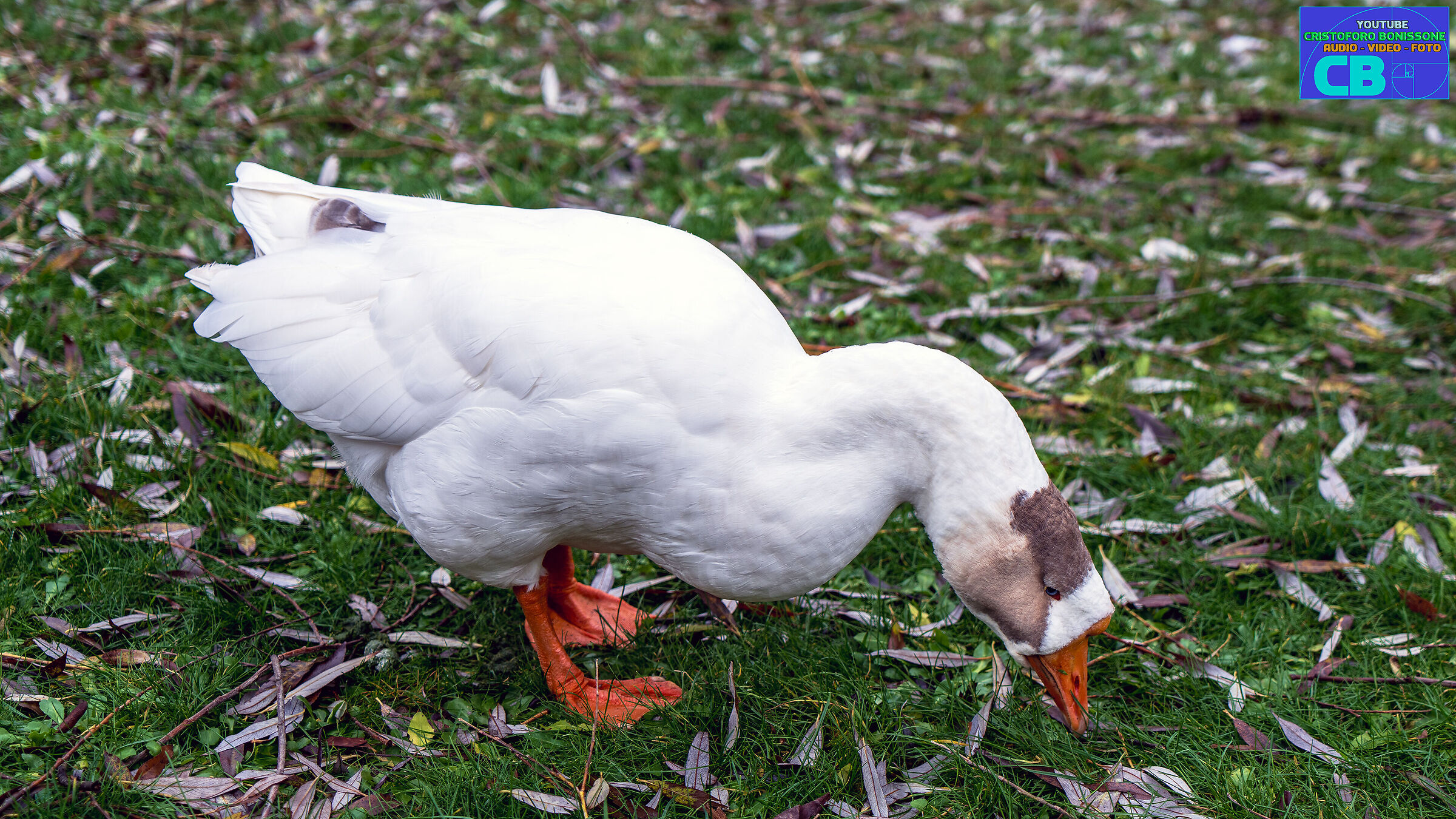 Oca al pascolo (Lago di Scanno)