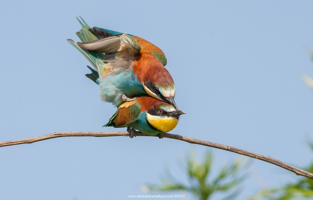 Bee-eaters 2013
