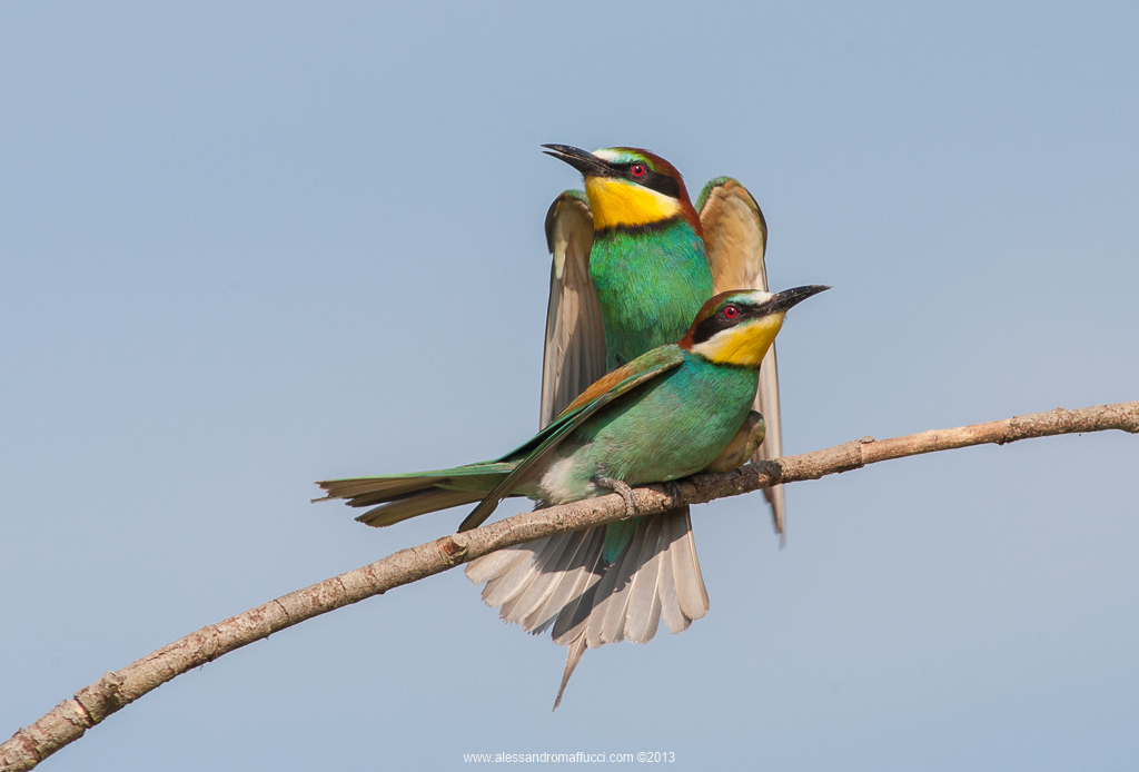 Bee-eaters 2013