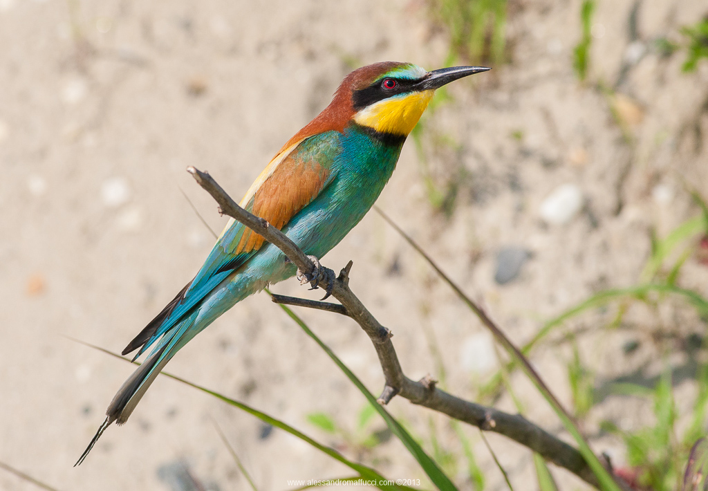 Bee-eaters 2013