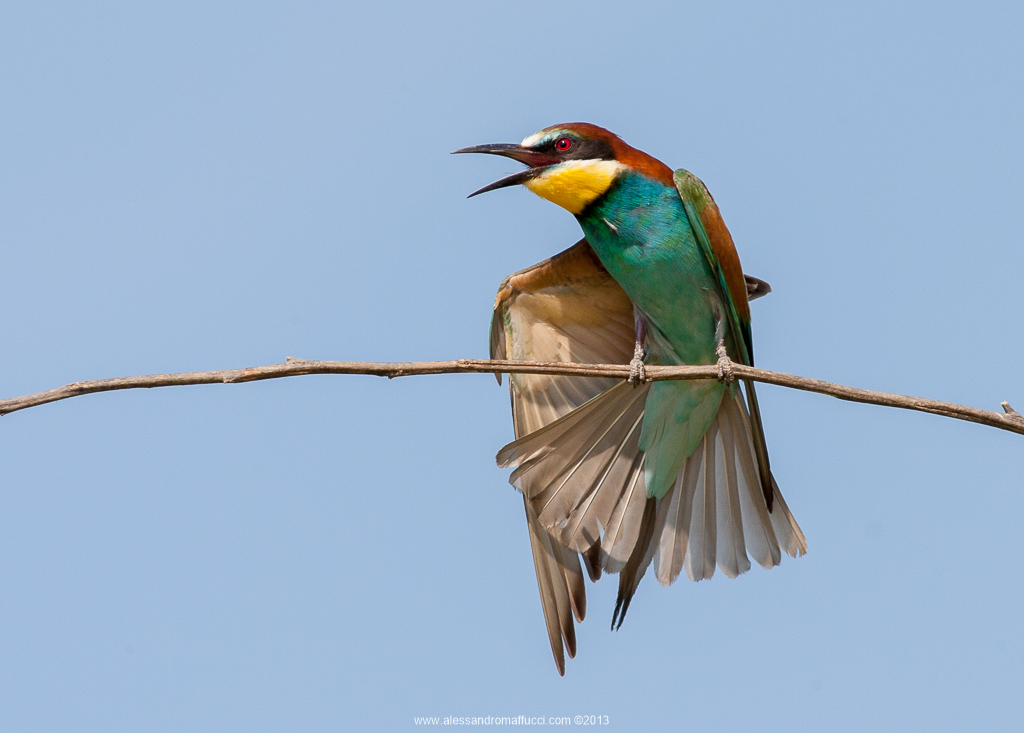 Bee-eaters 2013