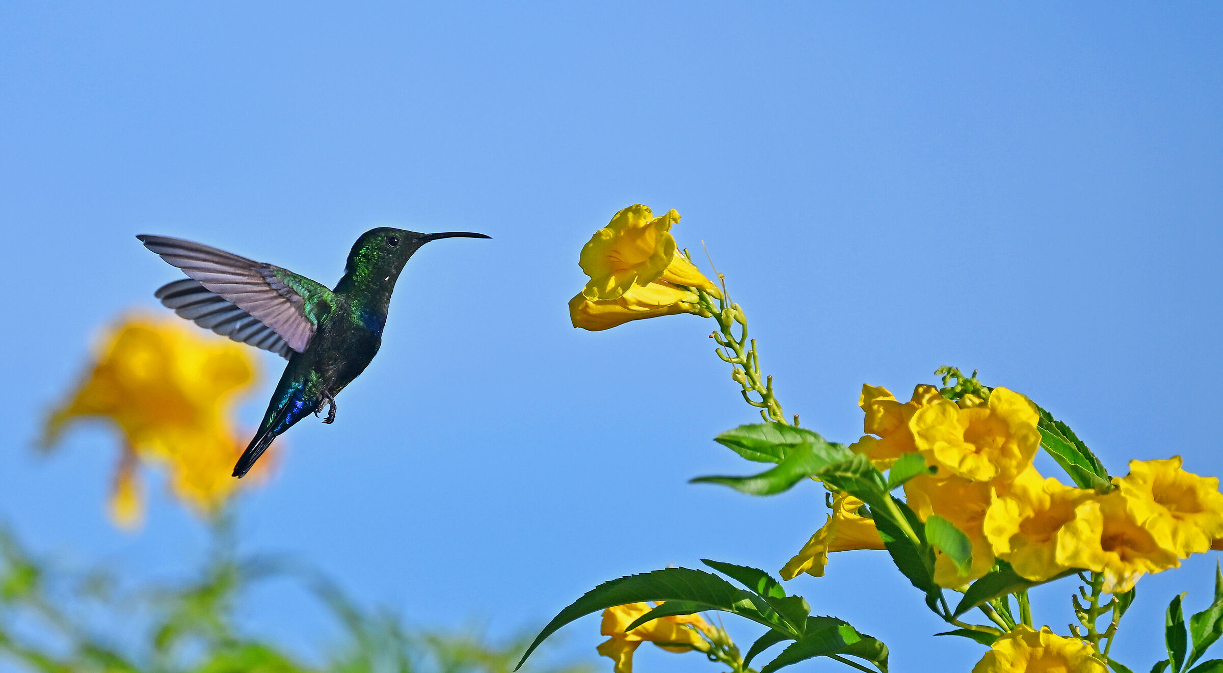 Hummingbirds'