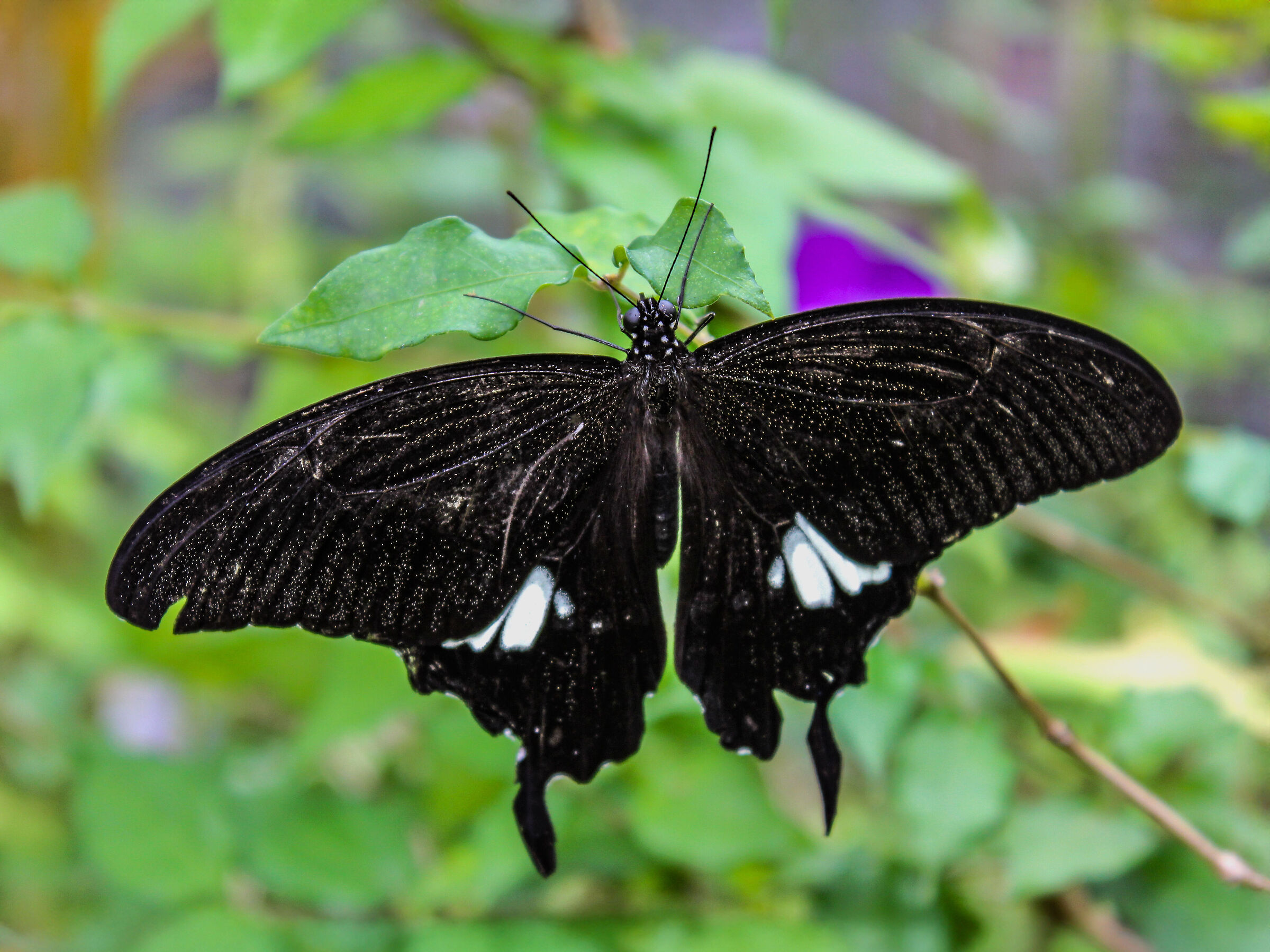 papilio castor, Thailand