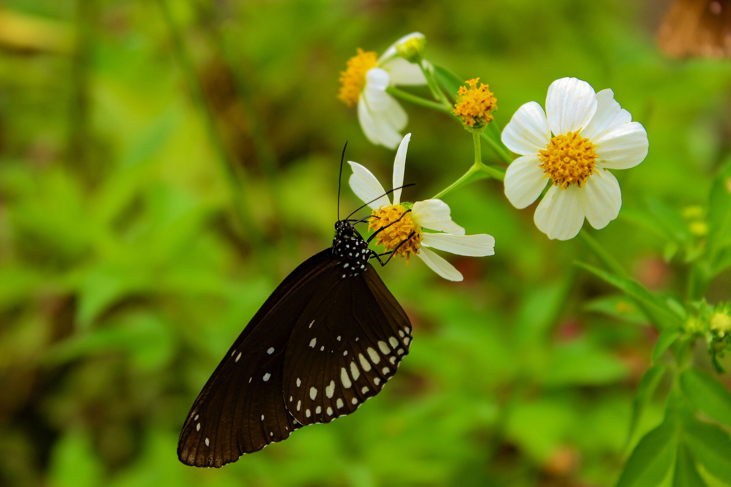 Euoplea crameri, Thailand