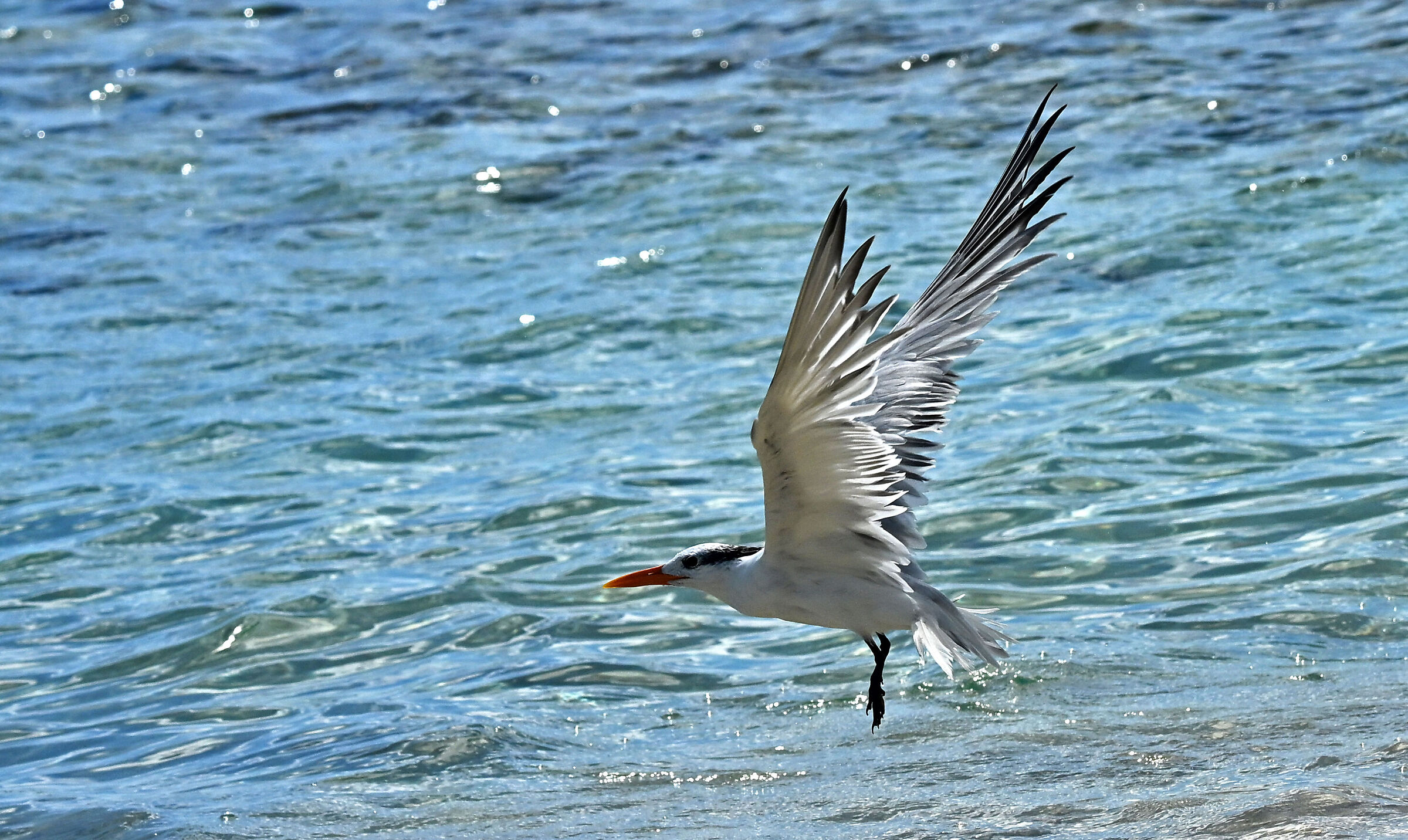 Royal Tern