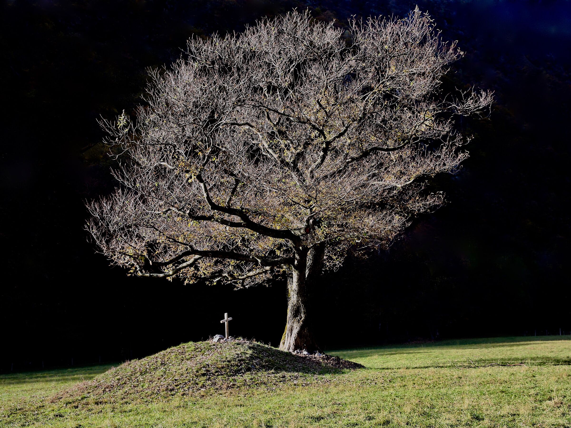 Chestnut tree between sun and shade