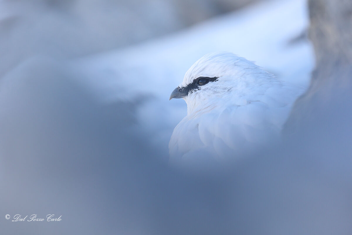 Ptarmigan