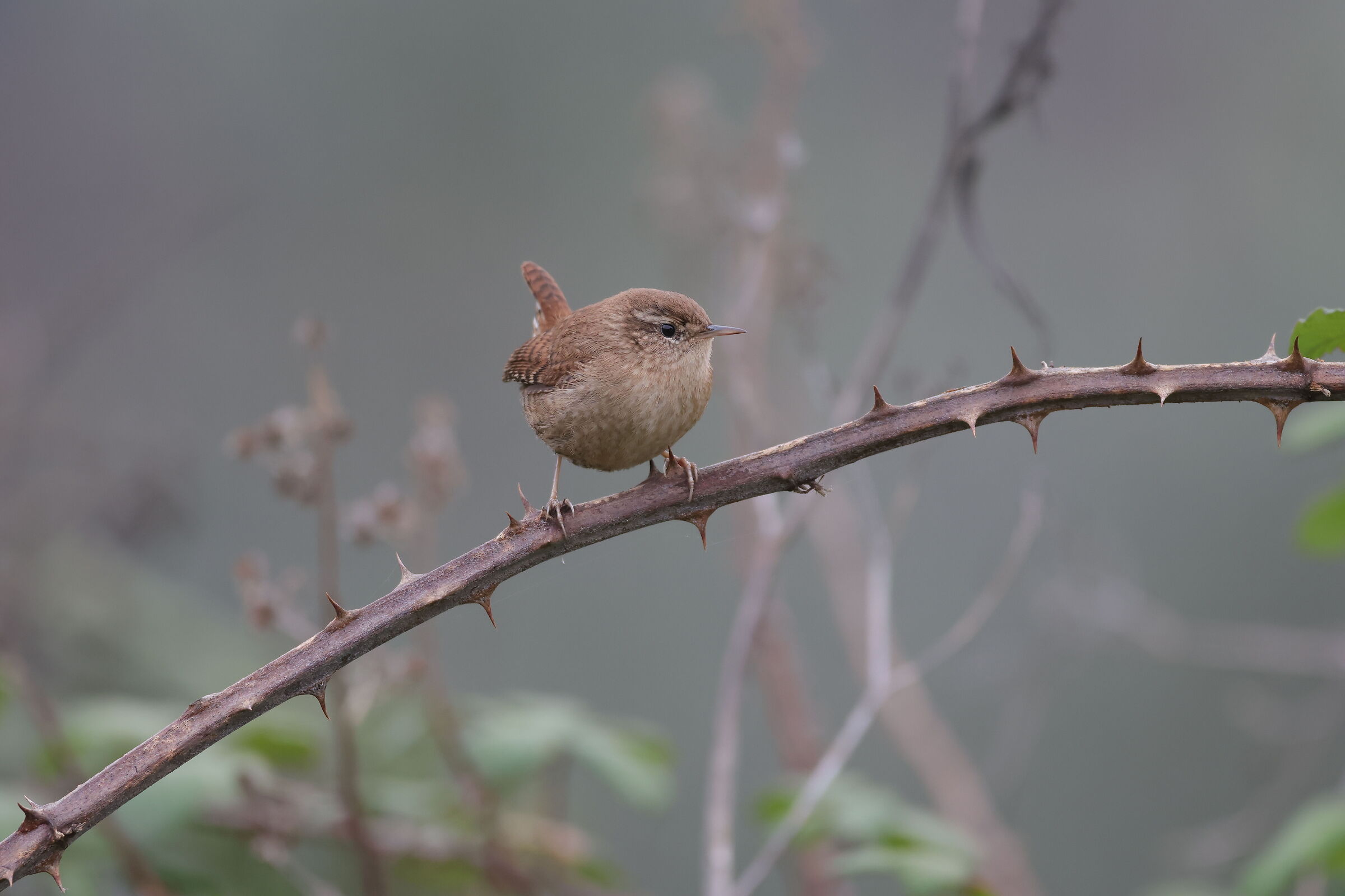 Wren