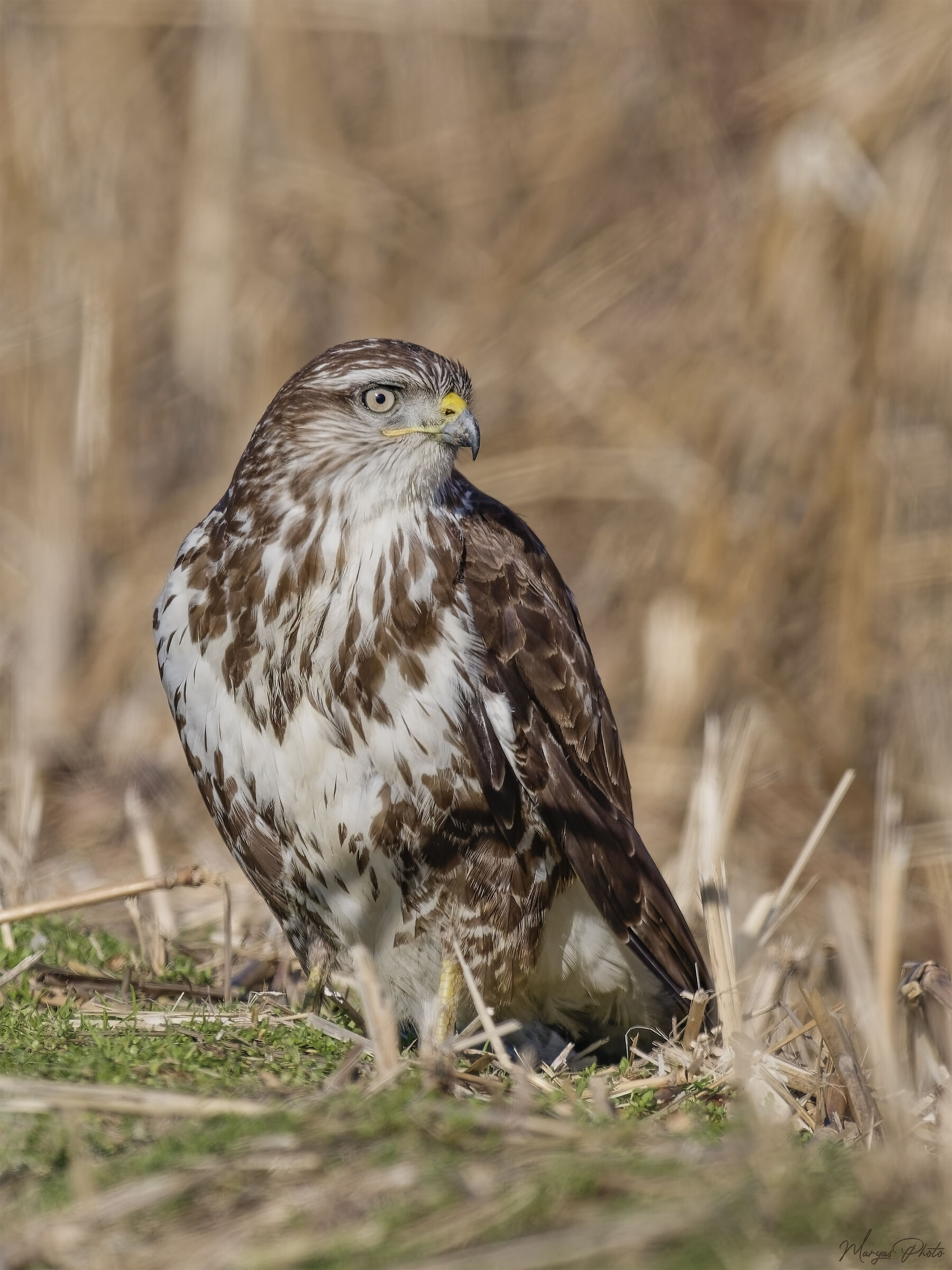 Buzzard